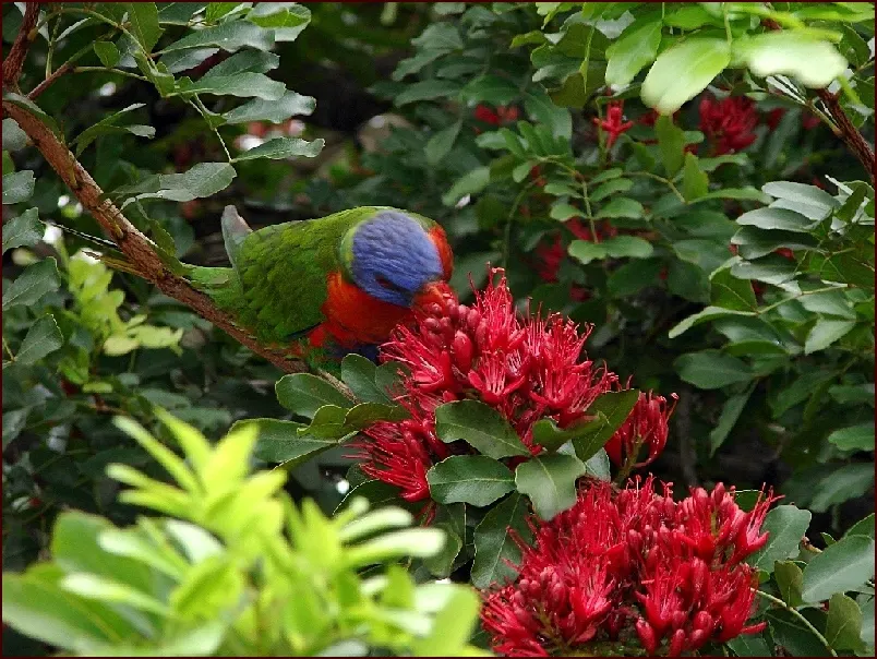 Tree Fuchsia (Fuchsia Arborescens) — Regarding its optimal climate conditions