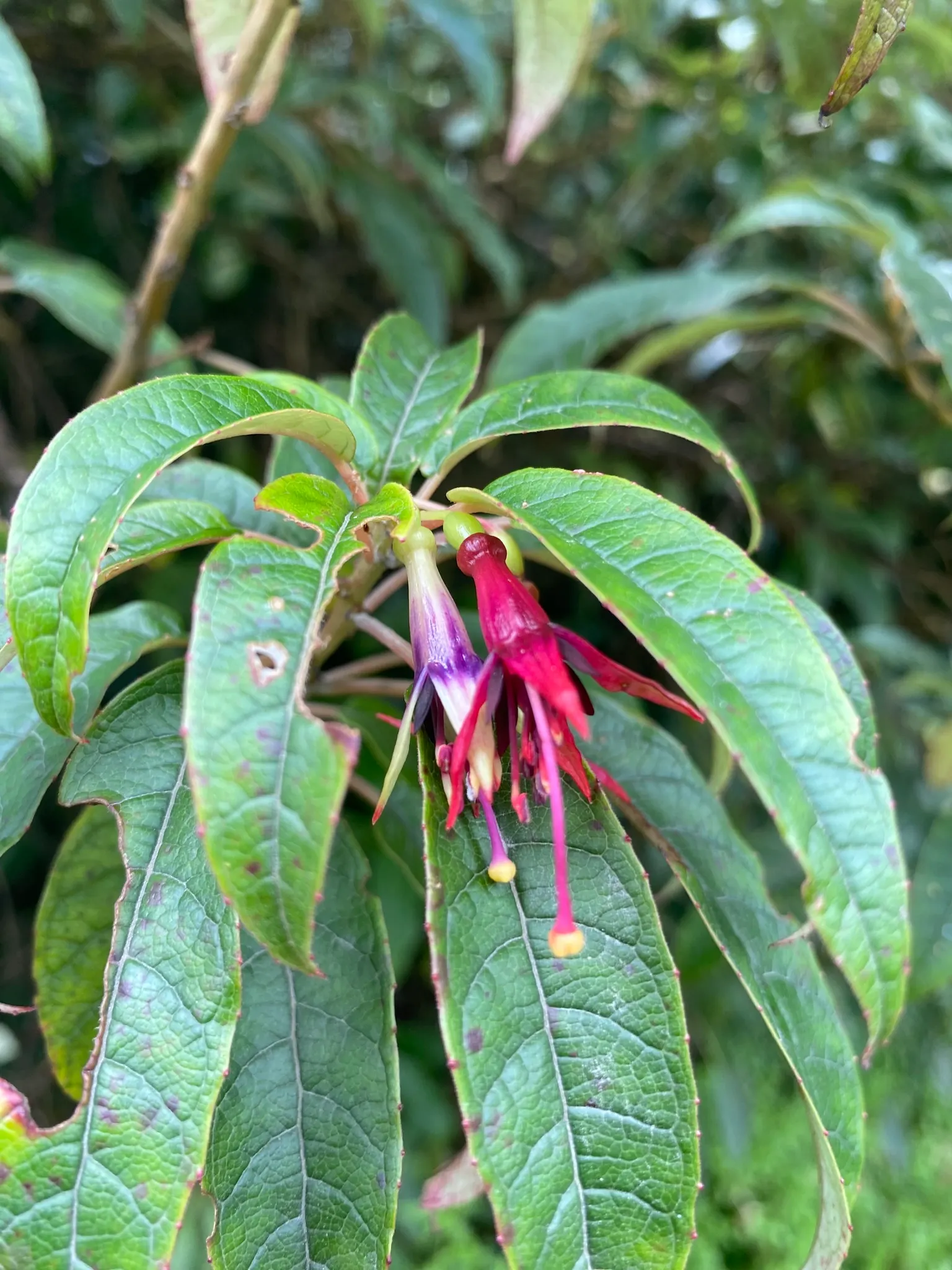 Tree Fuchsia (Fuchsia Arborescens) — perennial for half or shade; suitable for a range of landscape designs, image 78