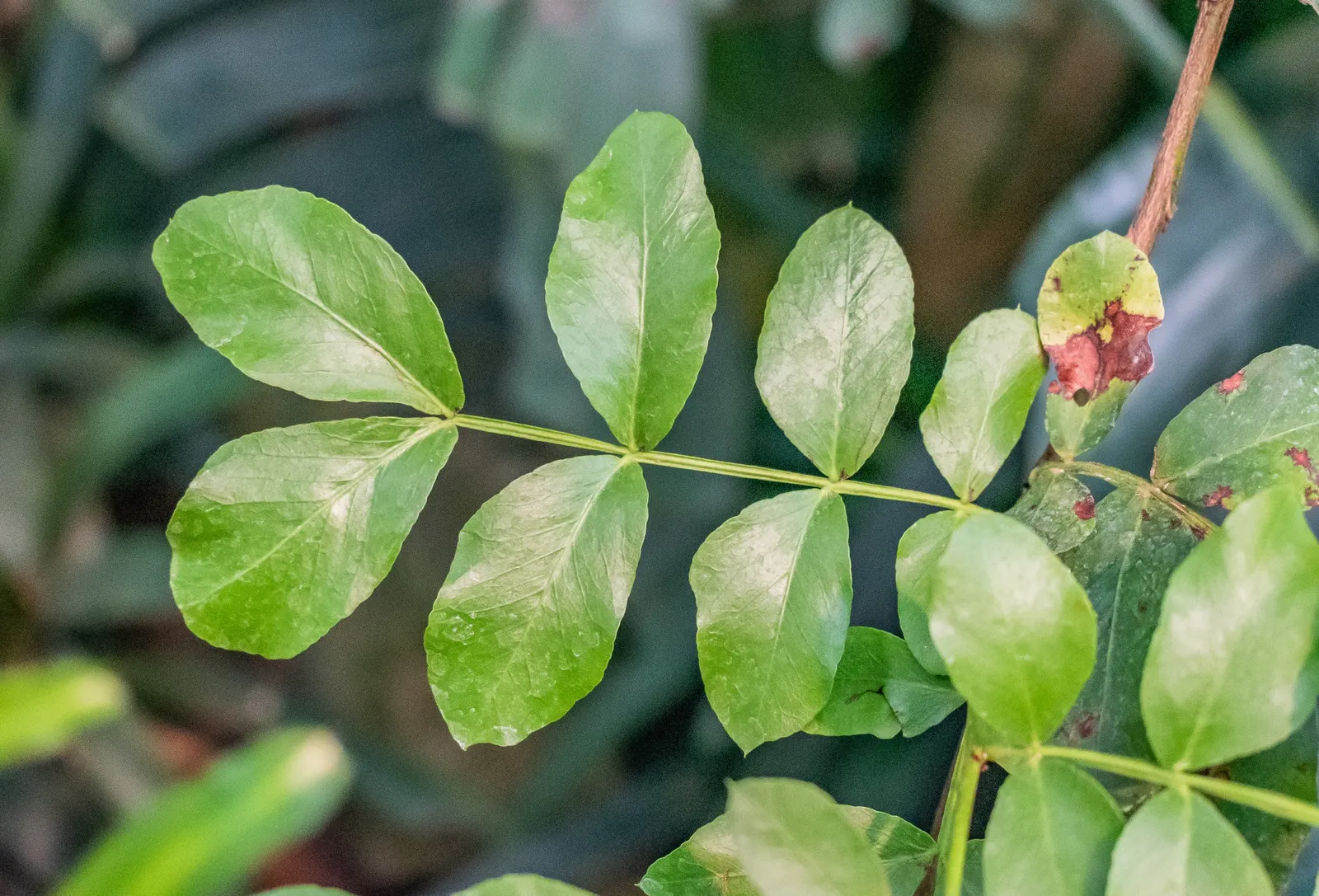 Tree Fuchsia (Fuchsia Arborescens) — multi-colored and pink flowers in the garden; regarding its optimal climate conditions