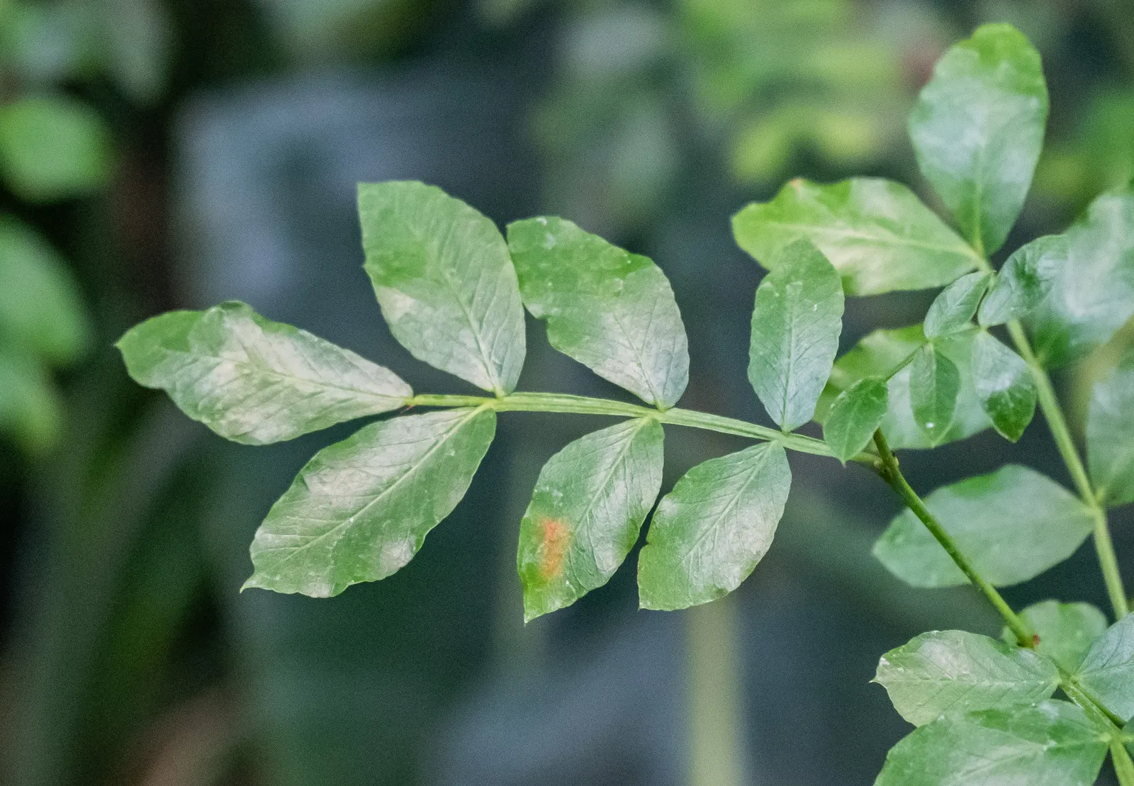 Tree Fuchsia (Fuchsia Arborescens) — It boasts panicles of pink-purple flowers year-round, attracting hummingbirds; dark green leaves which are ovate in shape