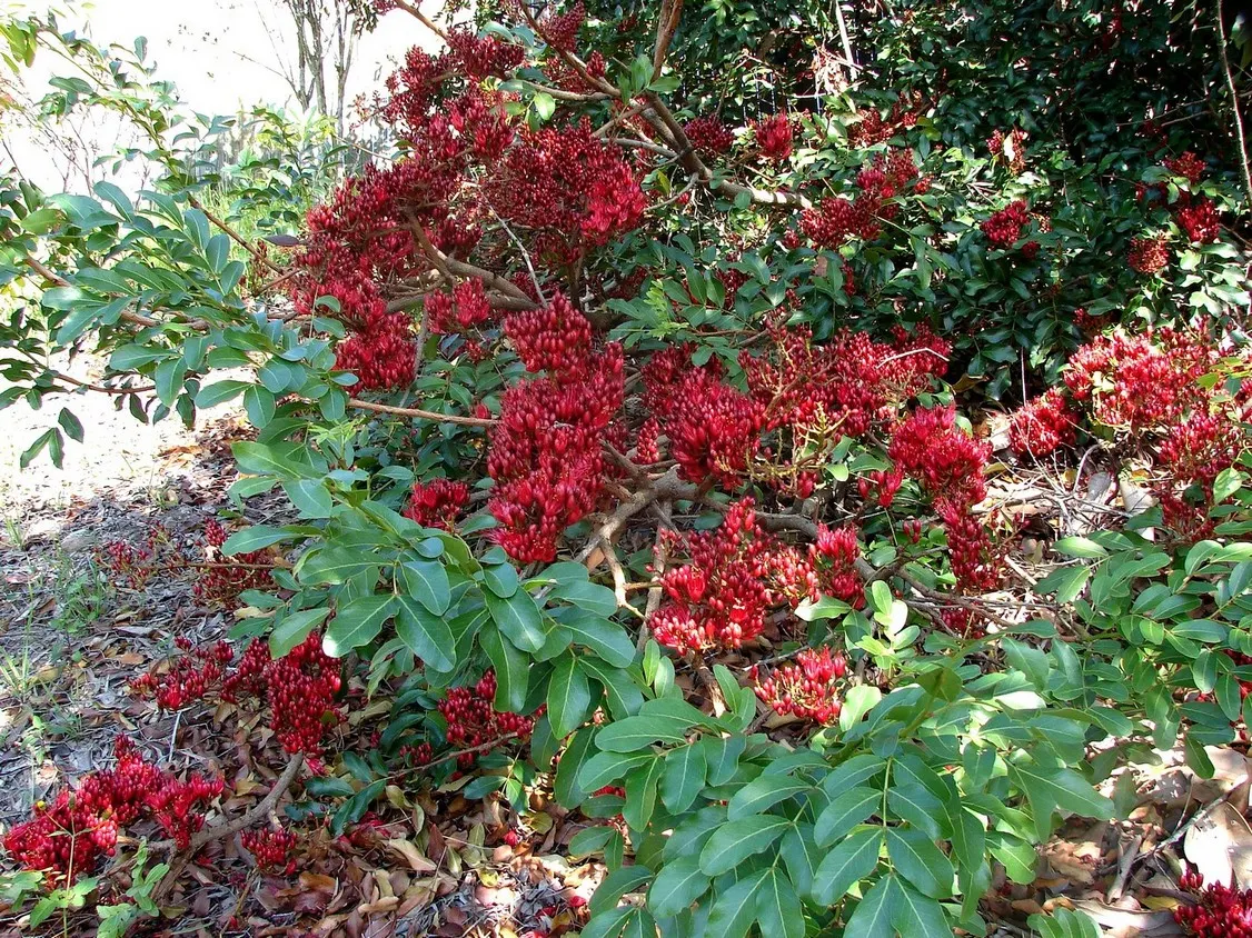 Tree Fuchsia (Fuchsia Arborescens) — For the best flowering results, plant it in a spot with partial shade to full sun with well-draining soil, image 70