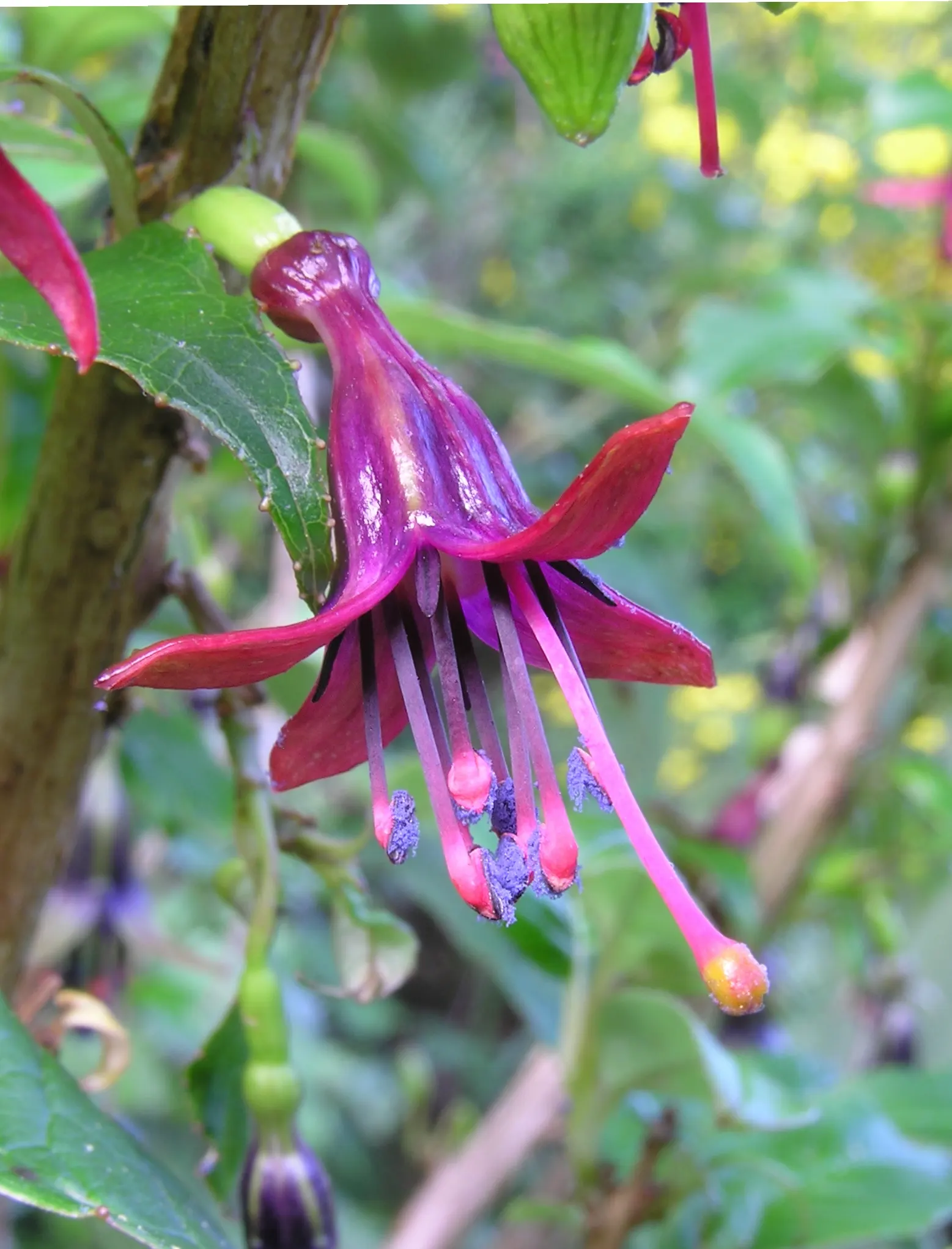 Tree Fuchsia (Fuchsia Arborescens) — dark green leaves which are ovate in shape and typically measure 2 to 4 inches long; the Fuchsia arborescens, image 63