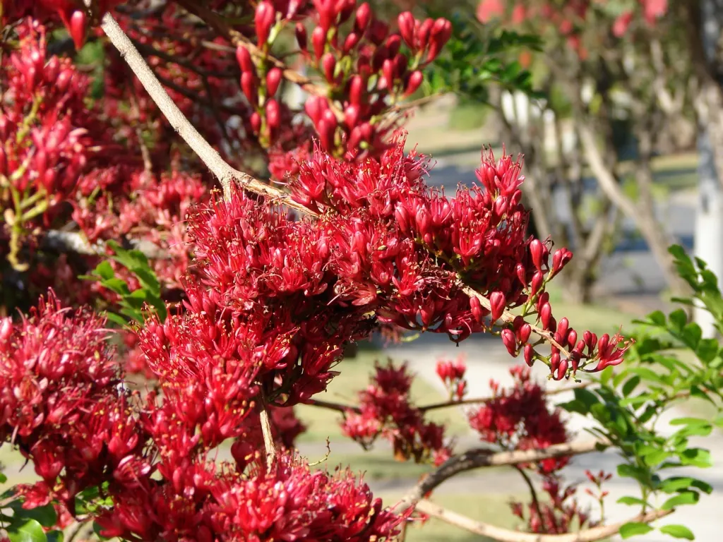 Tree Fuchsia (Fuchsia Arborescens) — The Tree Fuchsia, Fuchsia arborescens, is a subtropical evergreen shrub reaching 10-15 ft tall; hardy to about, image 53