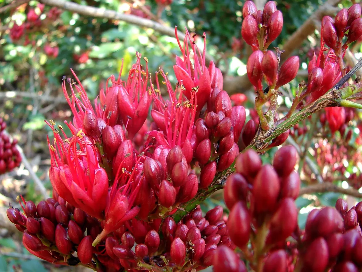 Tree Fuchsia (Fuchsia Arborescens) — Pendulous clusters of vibrant pink to purple tubular flowers dangle elegantly; it thrives in USDA Hardiness Zones 9 to 11