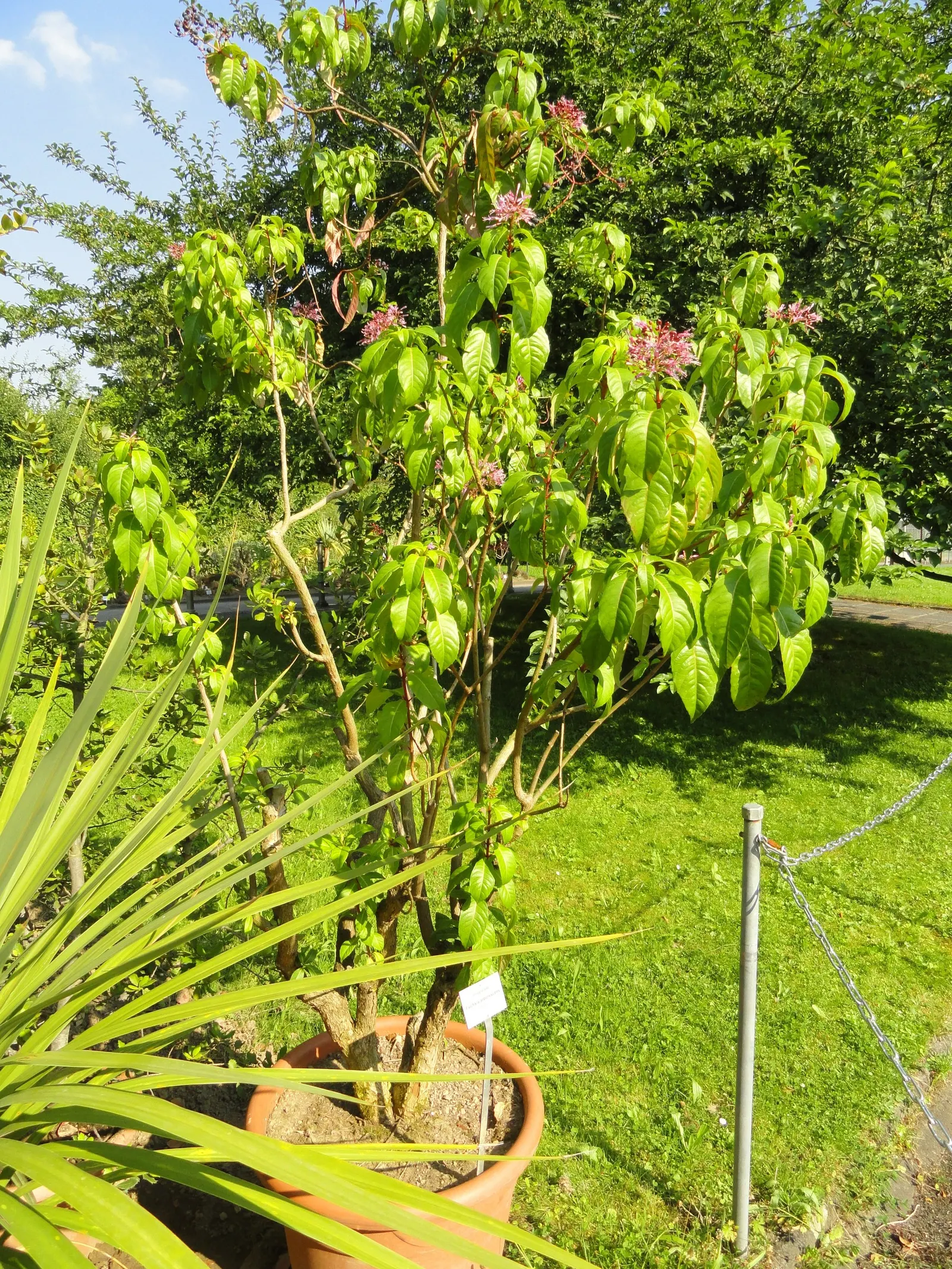 Tree Fuchsia (Fuchsia Arborescens) — Keep in mind its final size and delicate branches when positioning in your landscape; the Tree Fuchsia, or Fuchsia