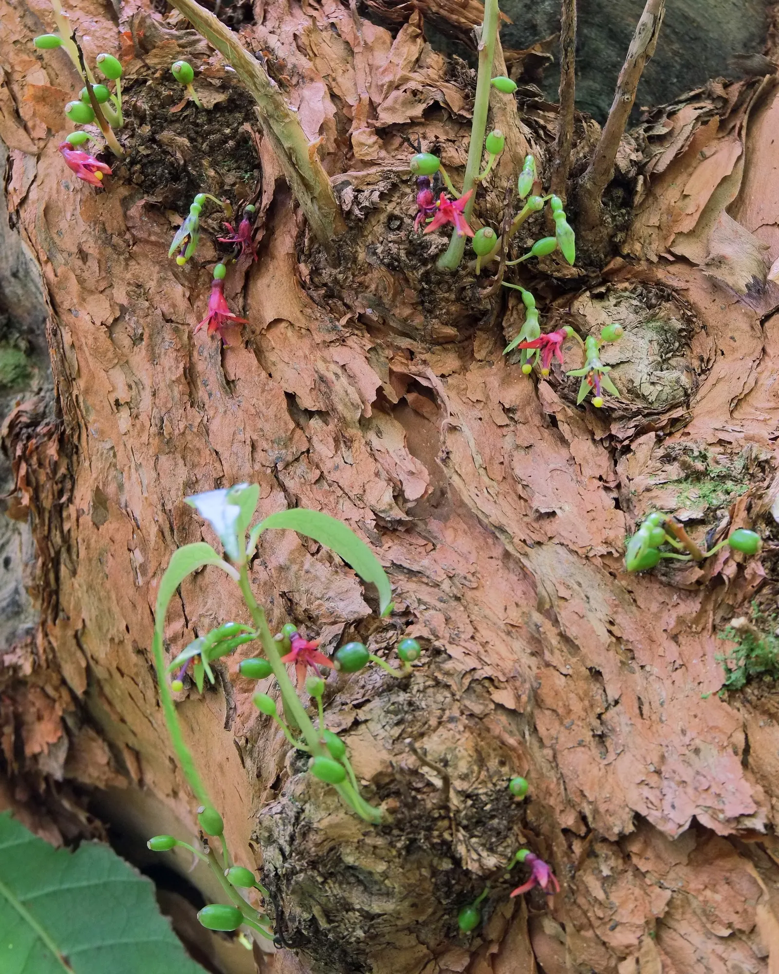 Tree Fuchsia (Fuchsia Arborescens) — Hardy to about 30&deg;F, it's suitable for USDA zones 9-11