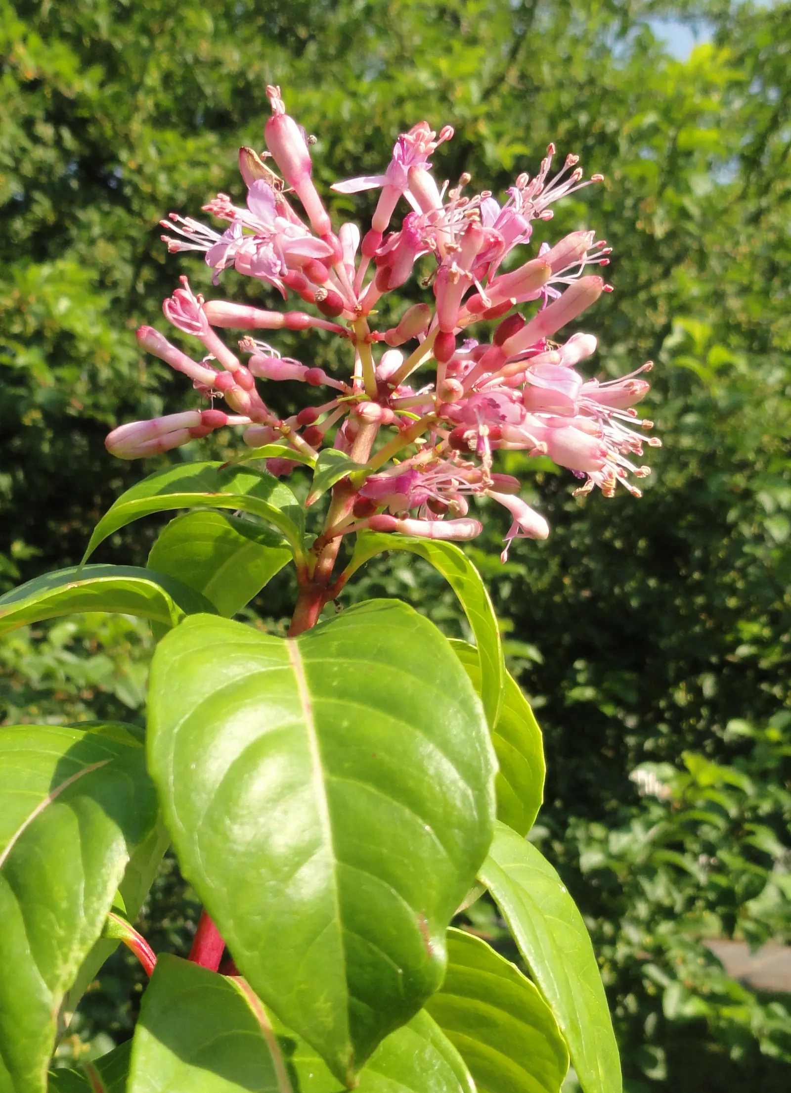 Tree Fuchsia (Fuchsia Arborescens) — the Fuchsia arborescens offers year-round allure; whether as a garden centerpiece or a component of a mixed border