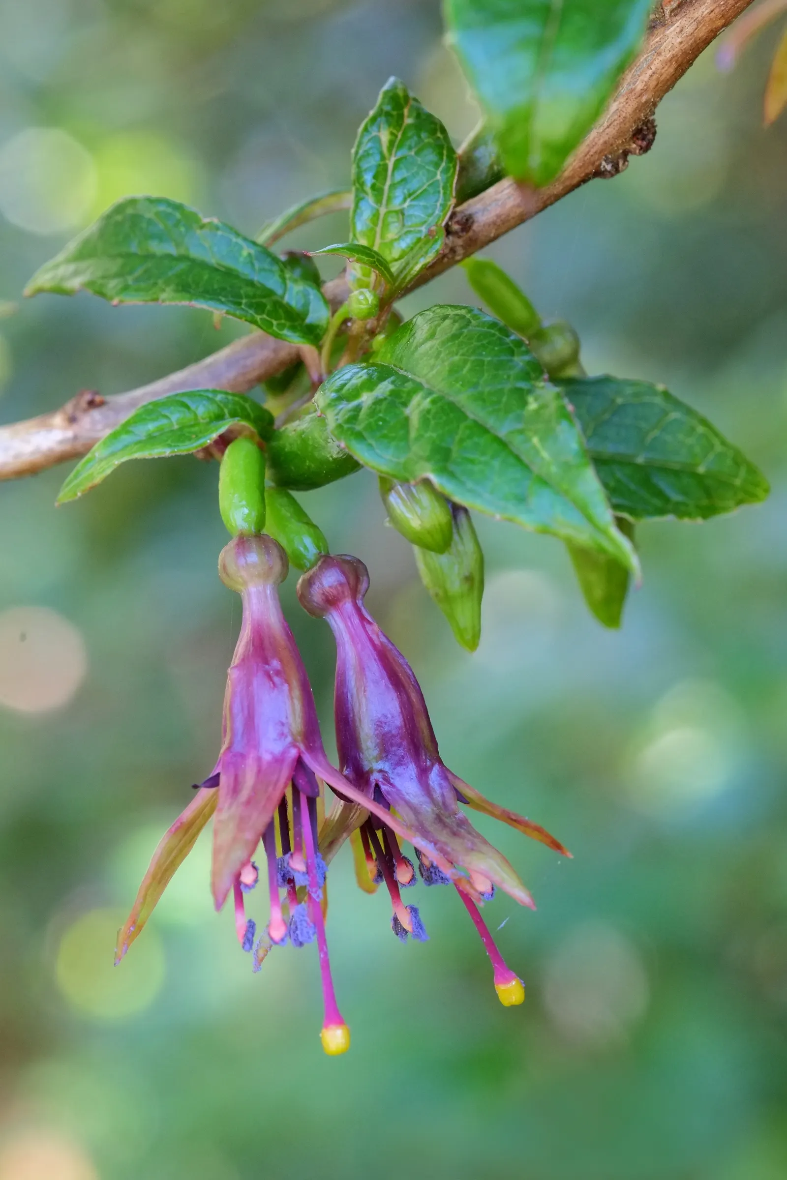 Tree Fuchsia (Fuchsia Arborescens) — Regarding its optimal climate conditions; reaching mature heights of roughly 6 to 10 feet