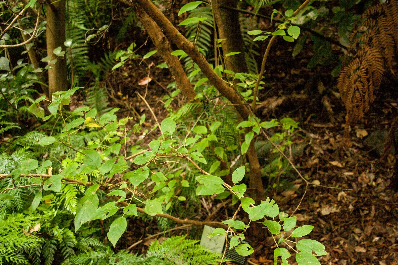 Tree Fuchsia (Fuchsia Arborescens) — perennial with multi-colored and pink blooms; including hummingbirds and bees.<br><br>Post-flowering, image 77