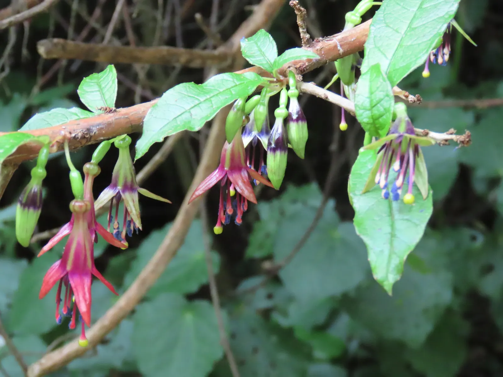Tree Fuchsia (Fuchsia Arborescens) — multi-colored and pink flowers in the garden