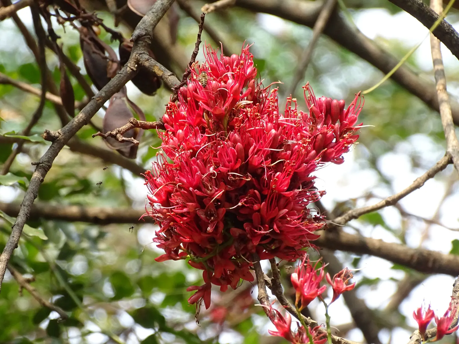 Tree Fuchsia (Fuchsia Arborescens) — This evergreen shrub to small tree boasts a bushy and rounded growth habit; pruning can be done to maintain, image 85