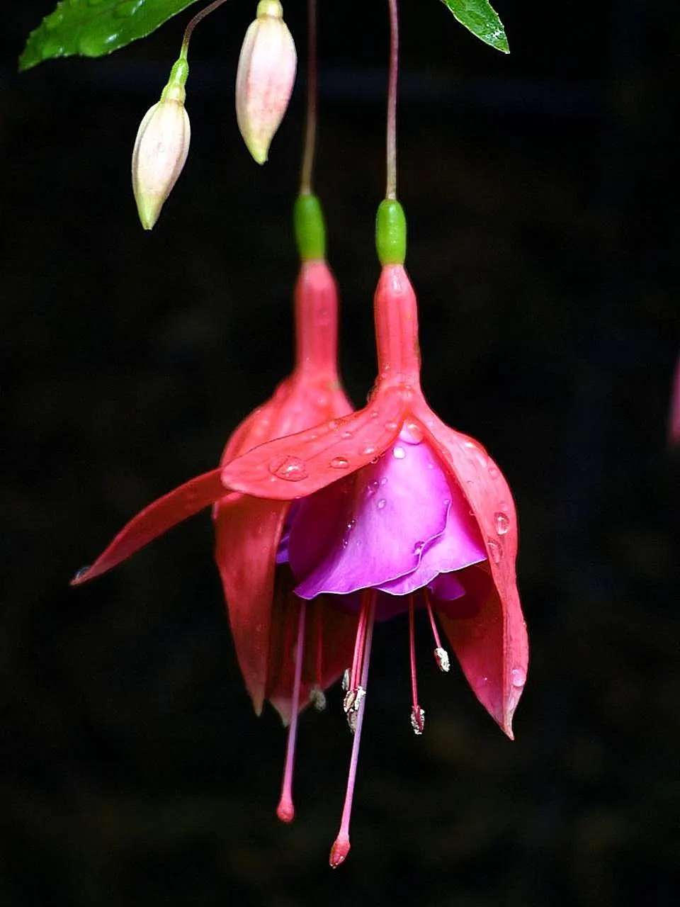 Tree Fuchsia (Fuchsia Arborescens) — perennial for half or shade