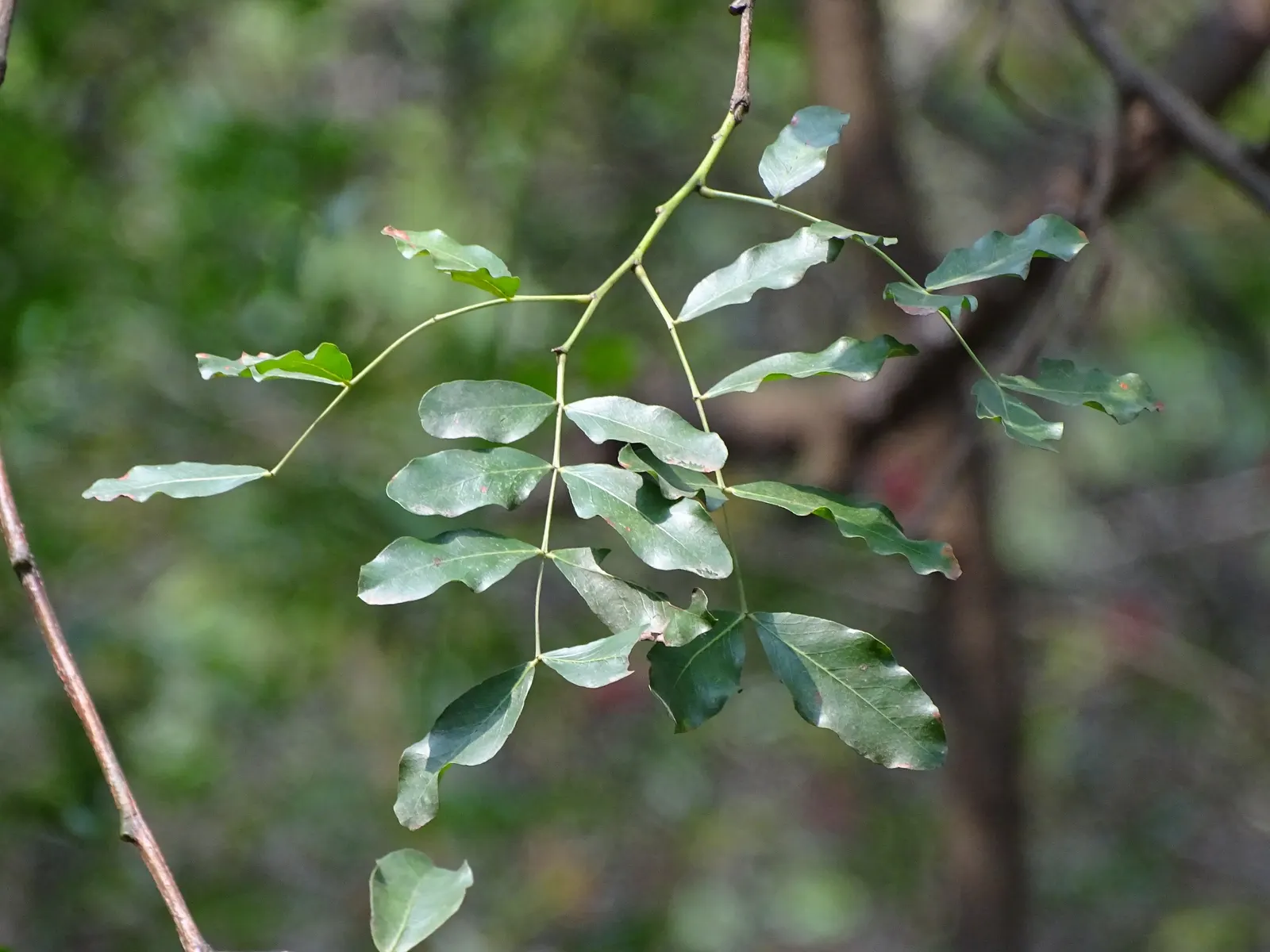 Tree Fuchsia (Fuchsia Arborescens) — each cluster ranging from 2 to 4 inches in length; purplish edible fruits about 1/2 inch in size that may add, image 66