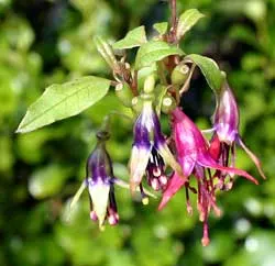 Tree Fuchsia (Fuchsia Arborescens) — It boasts panicles of pink-purple flowers year-round, attracting hummingbirds; dark green leaves which are, image 54