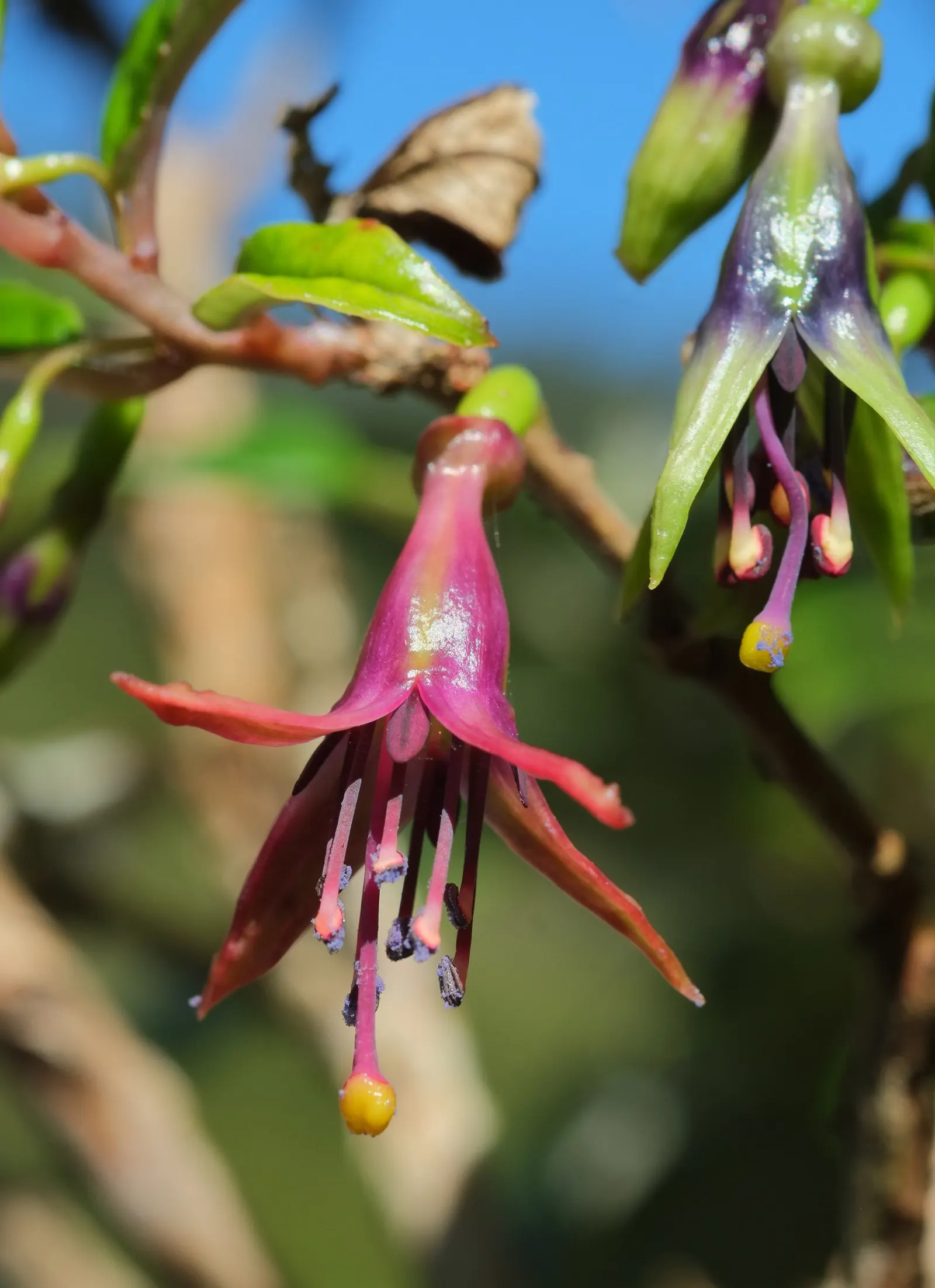 Tree Fuchsia (Fuchsia Arborescens) — Regarding its optimal climate conditions; reaching mature heights of roughly 6 to 10 feet, image 61