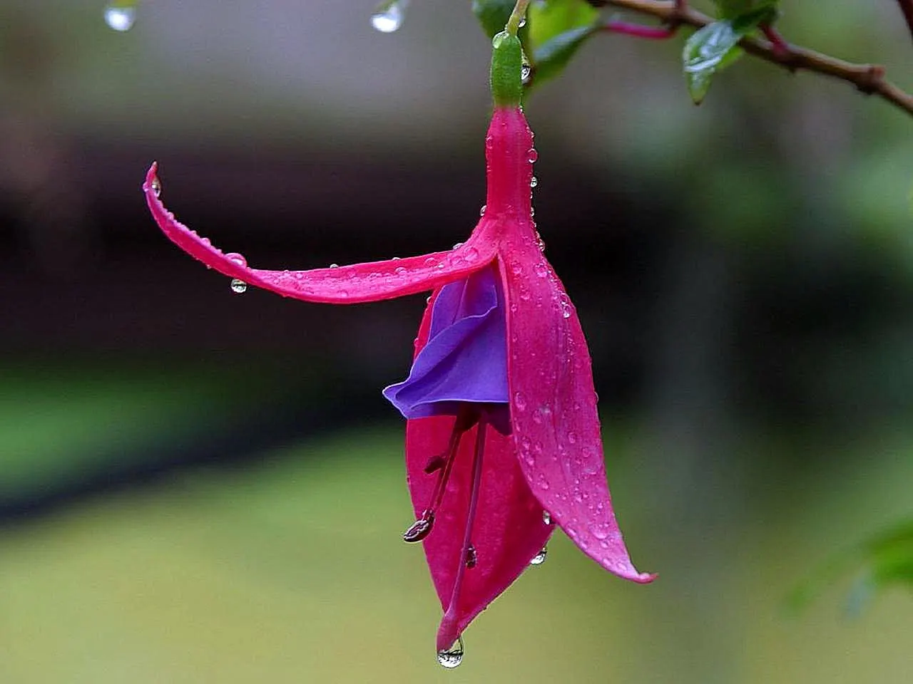 Tree Fuchsia (Fuchsia Arborescens) — Pruning can be done to maintain shape and encourage denser foliage; this evergreen shrub to small tree boasts a bushy and