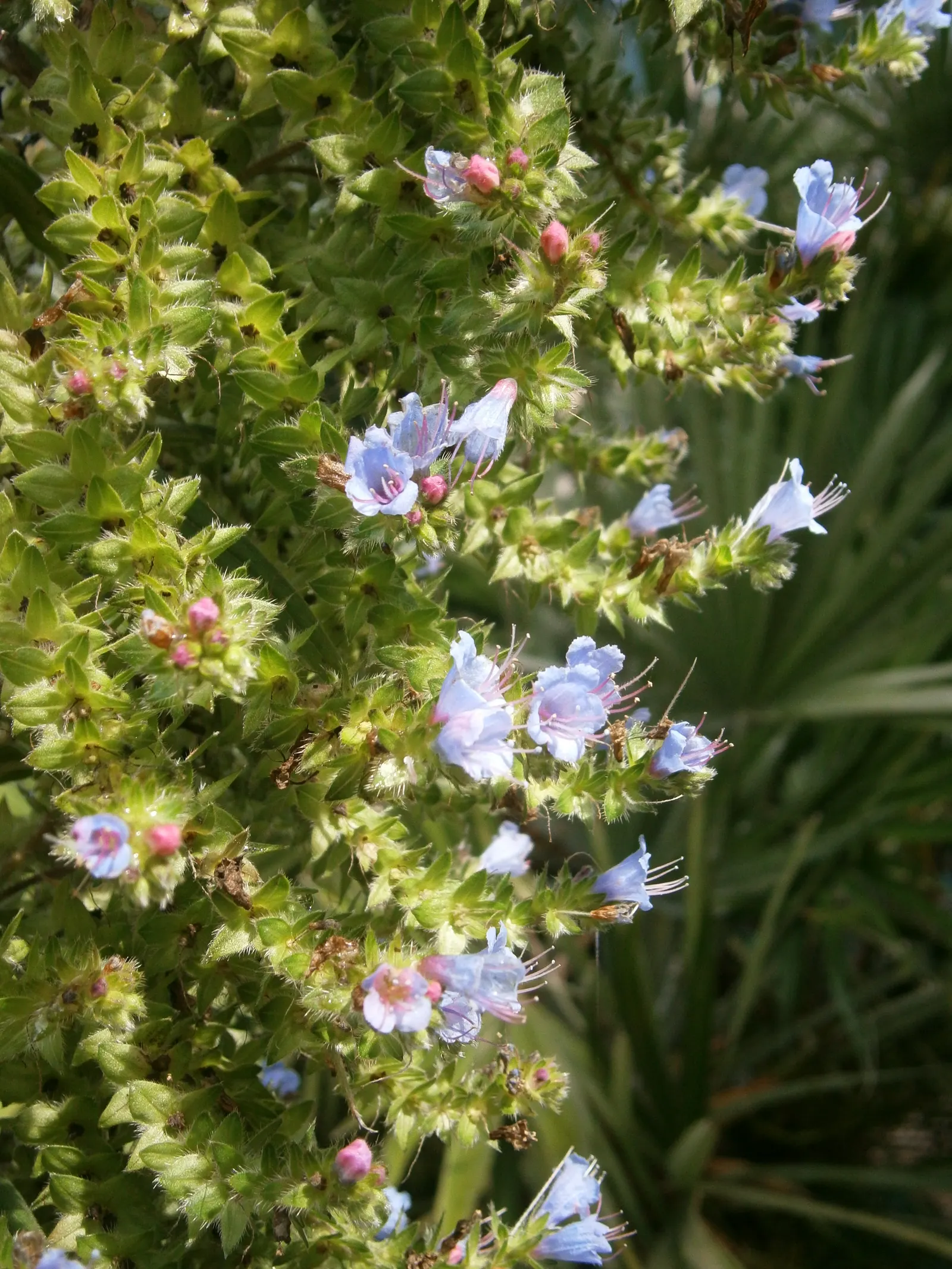 Tree Echium (Echium Pininana) — Once this biennial has completed its lifecycle and set seeds; the Tree Echium creates a striking vertical accent