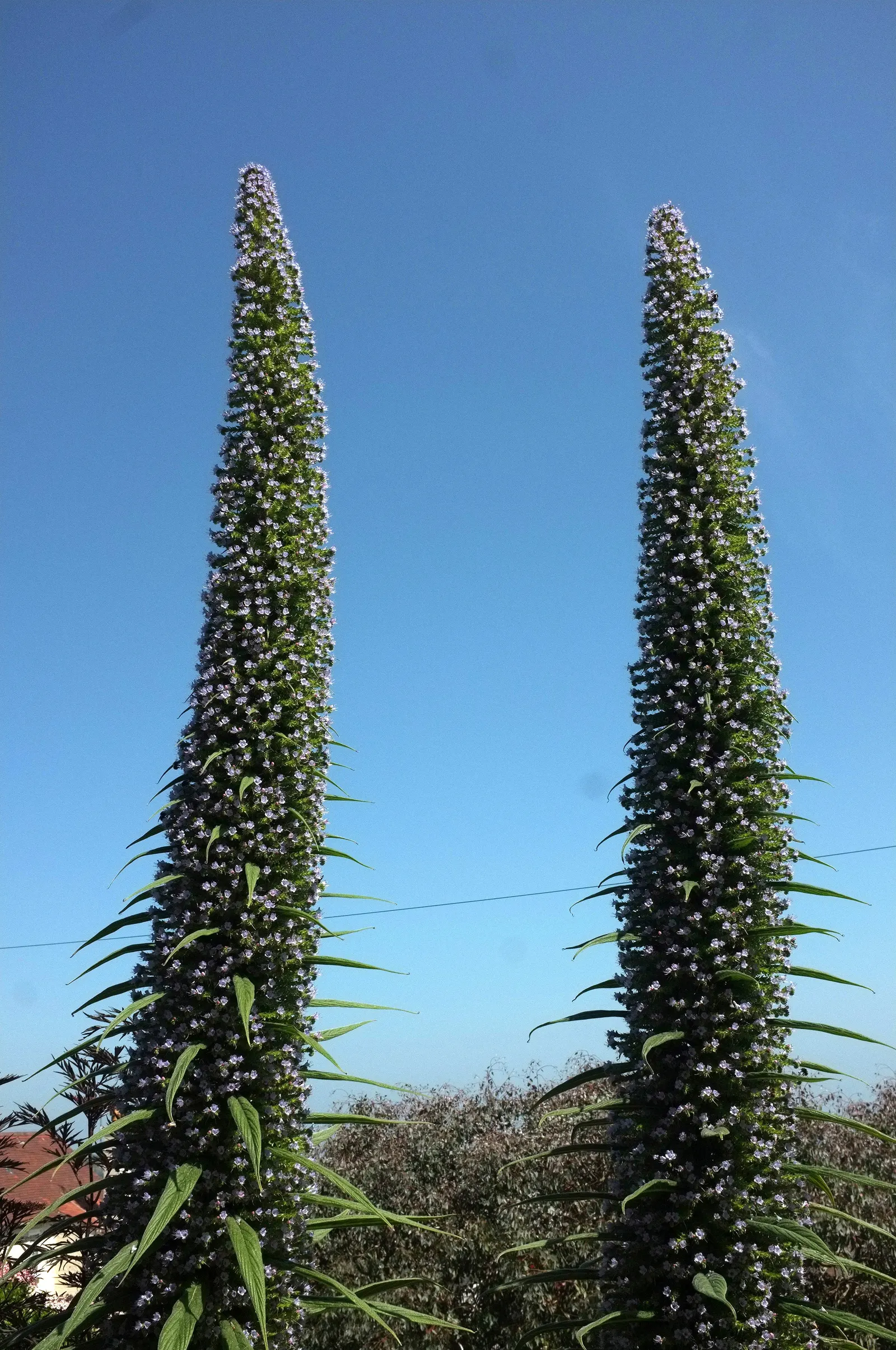 Tree Echium (Echium Pininana) — which appears in late spring to early summer
