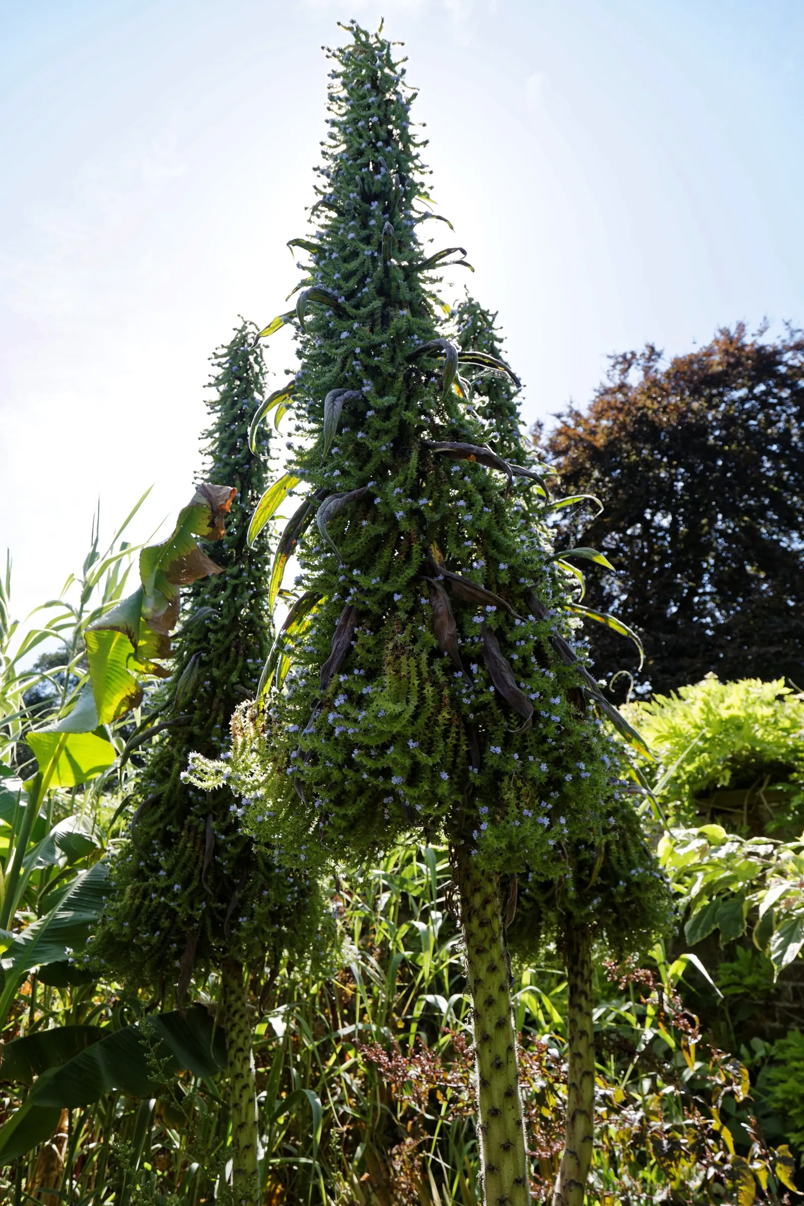 Tree Echium (Echium Pininana) — Be mindful that in colder zones; enhancing the biodiversity of the space