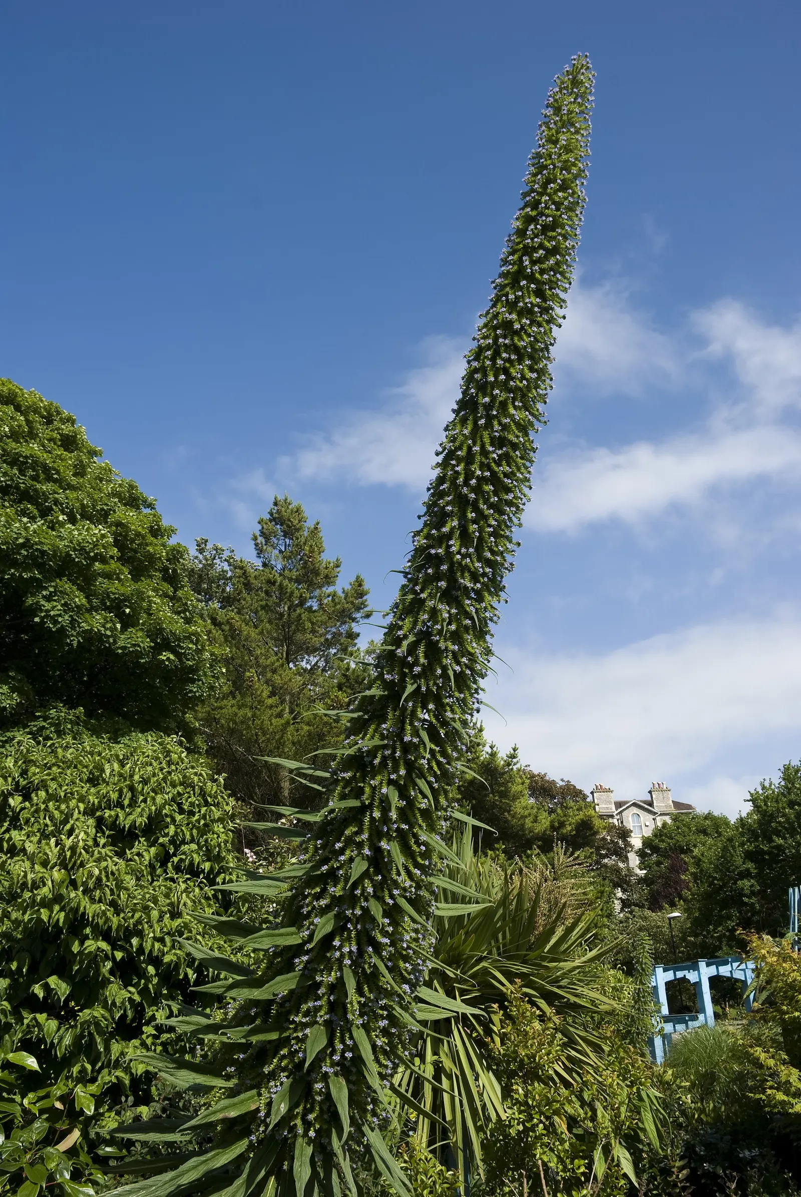 Tree Echium (Echium Pininana) — as it is susceptible to root rot in overly moist conditions