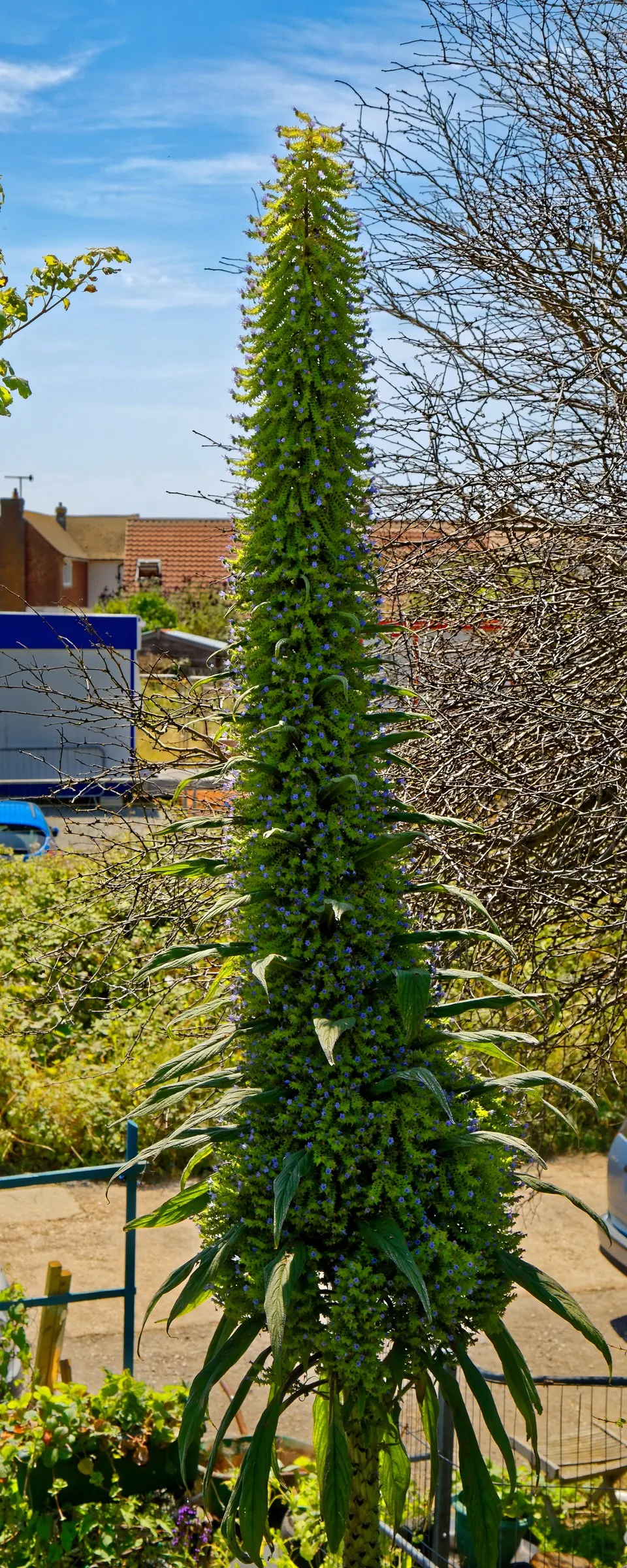 Tree Echium (Echium Pininana) — enhancing the biodiversity of the space; best in USDA zones 9-11, it thrives in full sun and well-drained soil