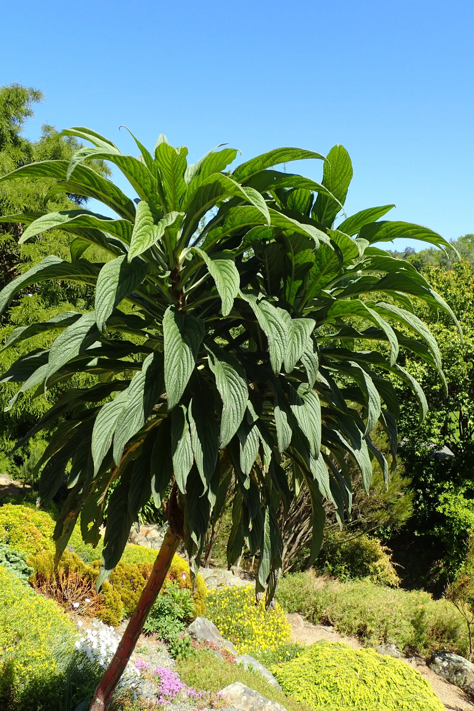 Tree Echium (Echium Pininana) — ensure that this plant is positioned in well-draining soil; when planning a landscape