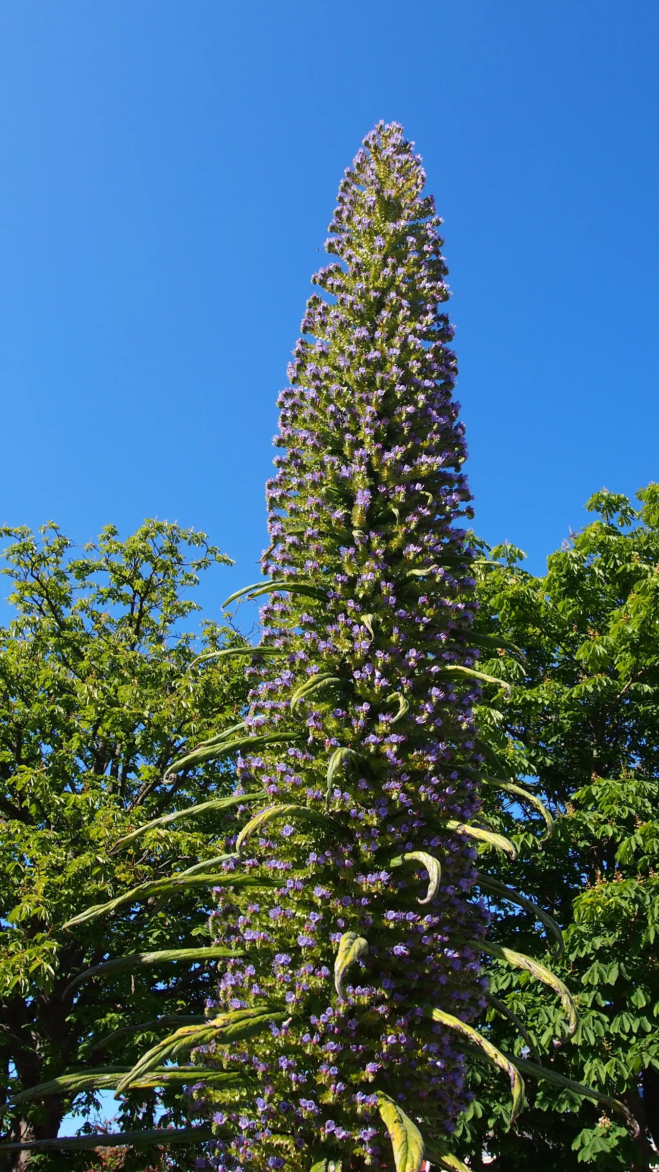 Tree Echium (Echium Pininana) — densely packed flower spike in the second.<br><br>The inflorescence