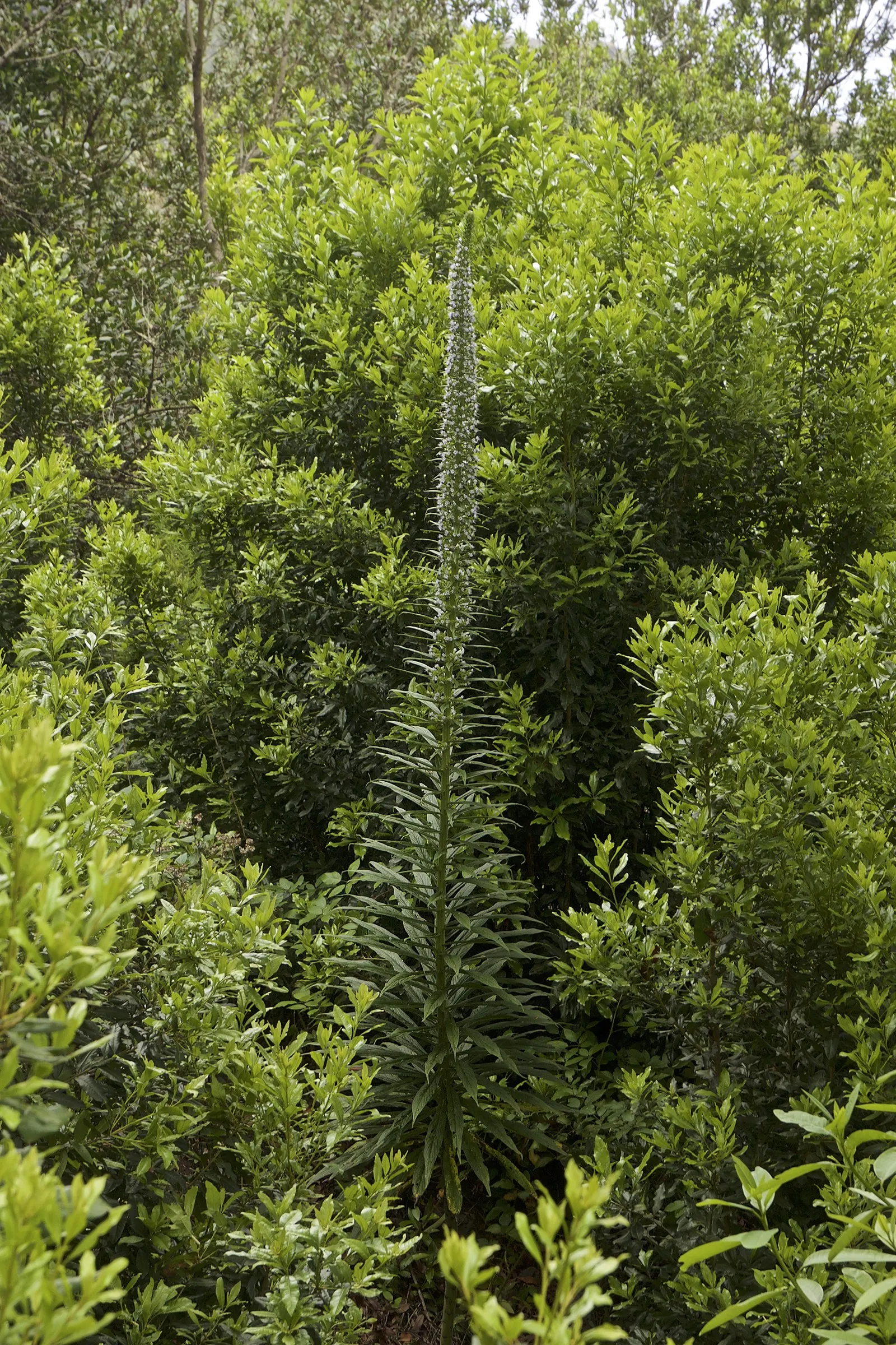 Tree Echium (Echium Pininana) — intense blue to violet flowers that are irresistible to pollinators like bees and hummingbirds; best in USDA zones 9-11, it