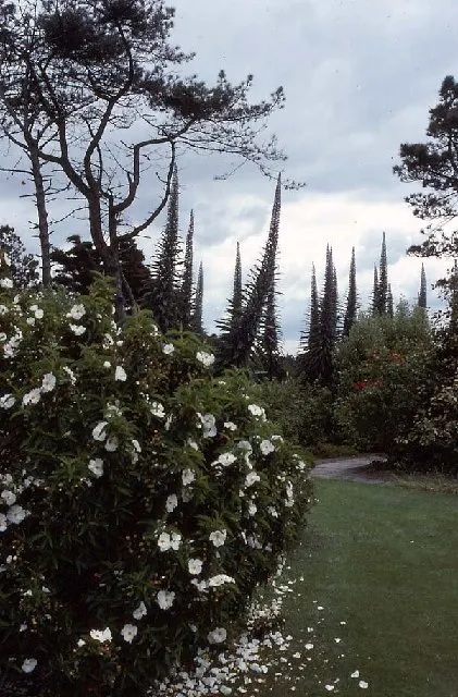 Tree Echium (Echium Pininana) — is a biennial or short-lived perennial; best in USDA zones 9-11, it thrives in full sun and well-drained soil