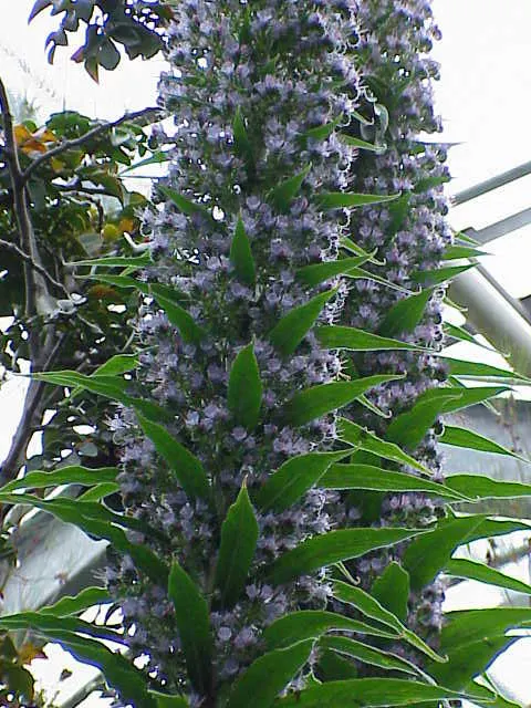 Tree Echium (Echium Pininana) — adding architectural grandeur to gardens