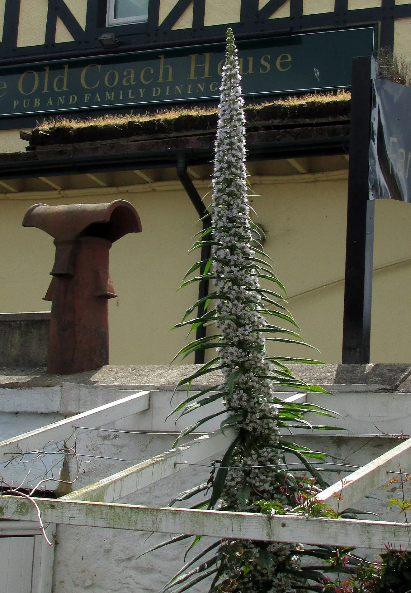 Tree Echium (Echium Pininana) — When planning a landscape