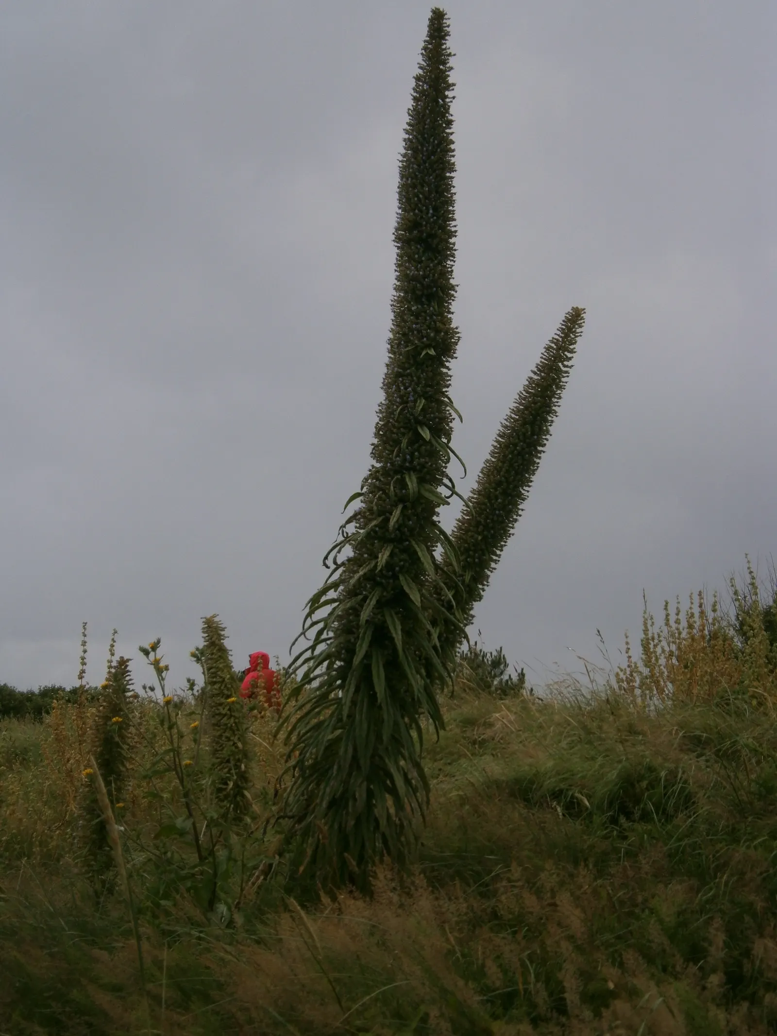 Tree Echium (Echium Pininana) — This stunning specimen is native to the Canary Islands and thrives in USDA Hardiness Zones 9-11; enhancing the biodiversity of