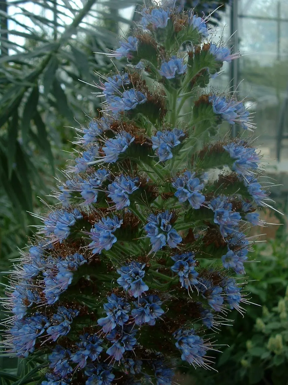 Tree Echium (Echium Pininana) — ensure that this plant is positioned in well-draining soil