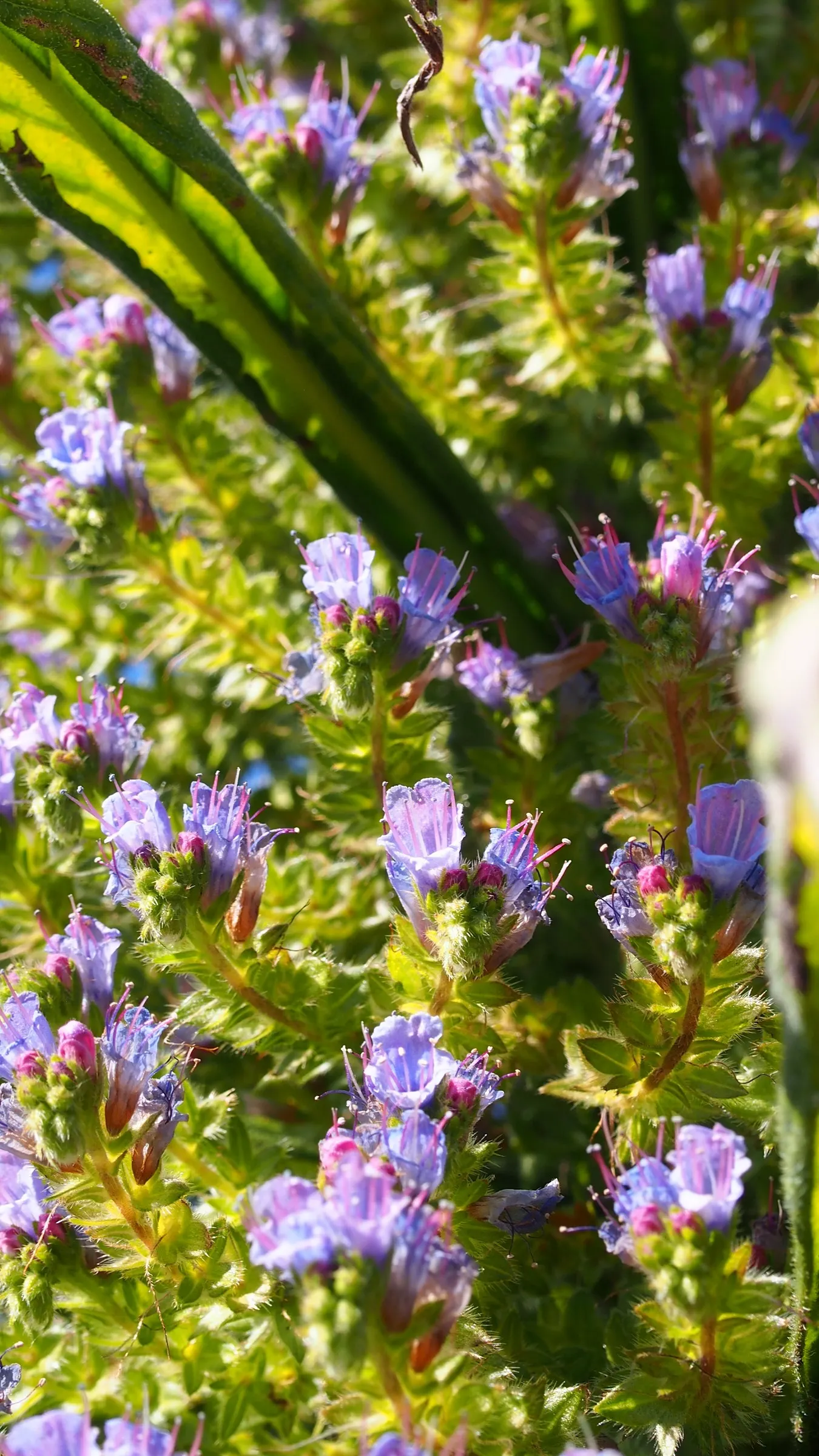 Tree Echium (Echium Pininana) — Once this biennial has completed its lifecycle and set seeds
