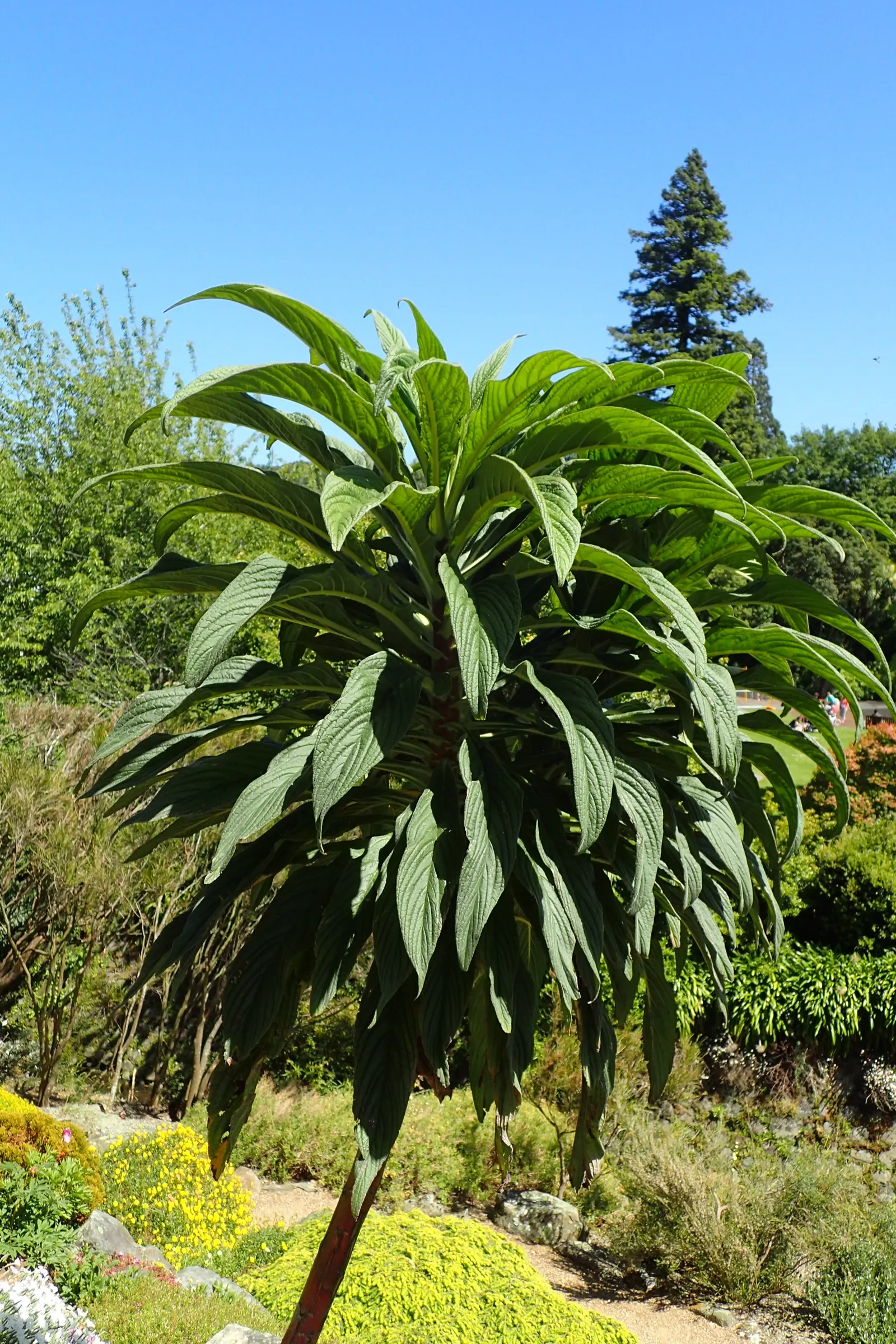 Tree Echium (Echium Pininana) — When planning a landscape; the Tree Echium creates a striking vertical accent