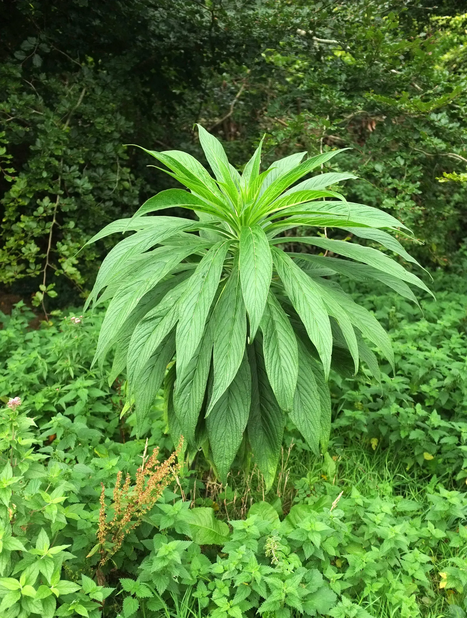 Tree Echium (Echium Pininana) — Its foliage consists of lance-shaped