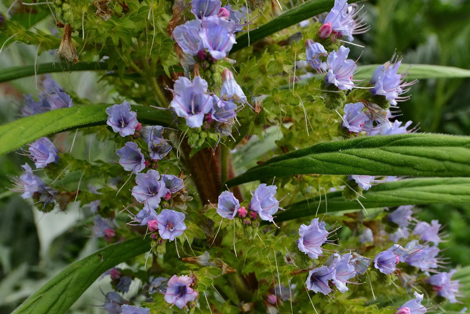 Tree Echium (Echium Pininana) — is a biennial or short-lived perennial