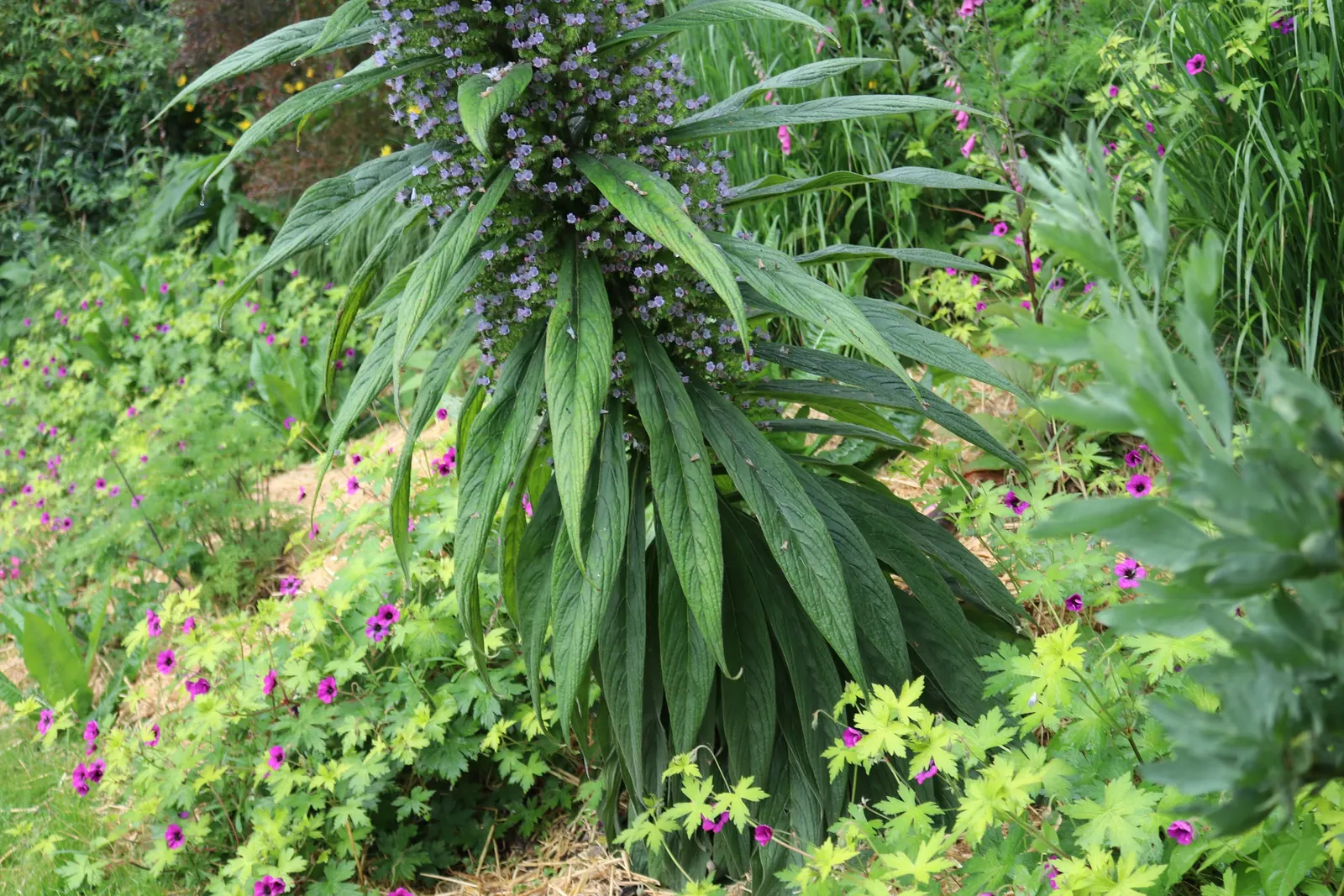 Tree Echium (Echium Pininana) — Be mindful that in colder zones