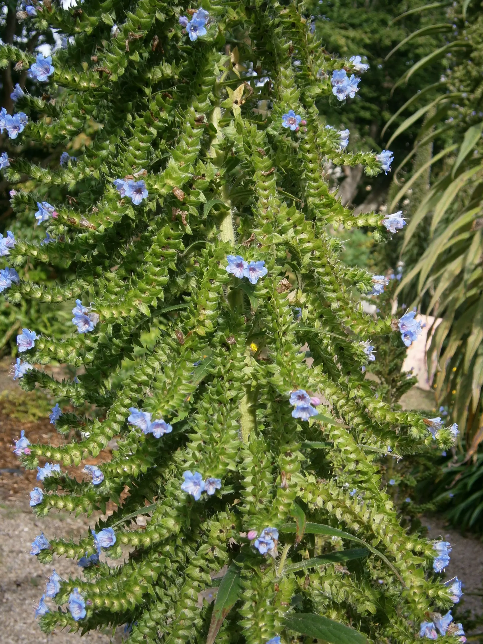 Tree Echium (Echium Pininana) — Drought-tolerant once established, it's advised to shelter from strong winds