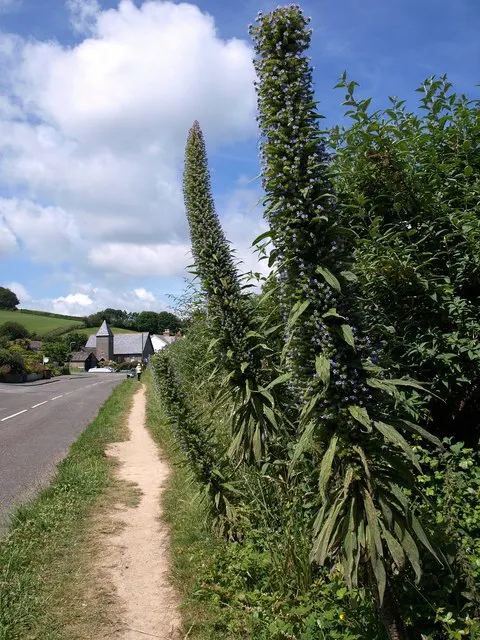 Tree Echium (Echium Pininana) — with a relatively slender width of 2 to 3 feet