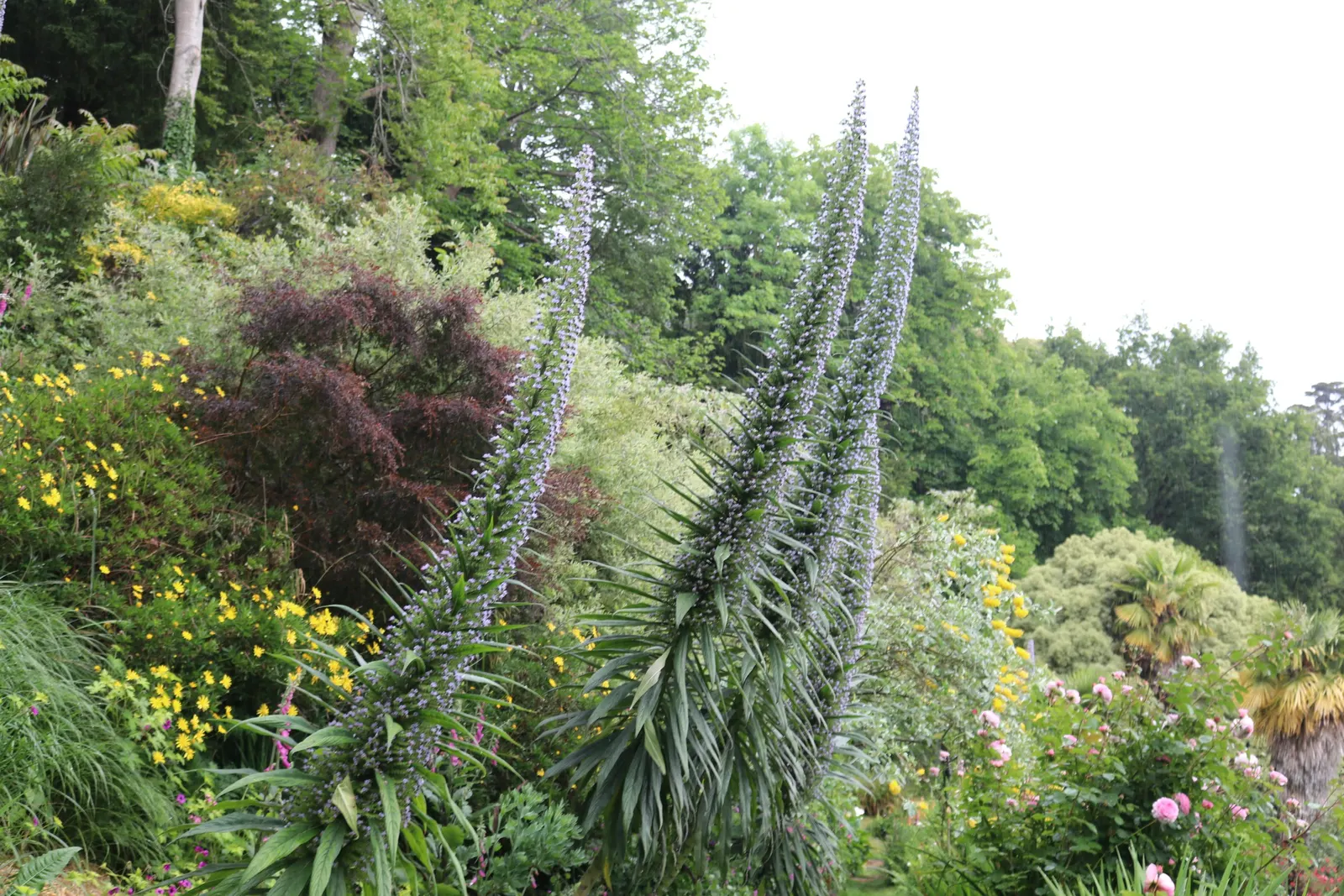Tree Echium (Echium Pininana) — leaving behind offspring for future growth