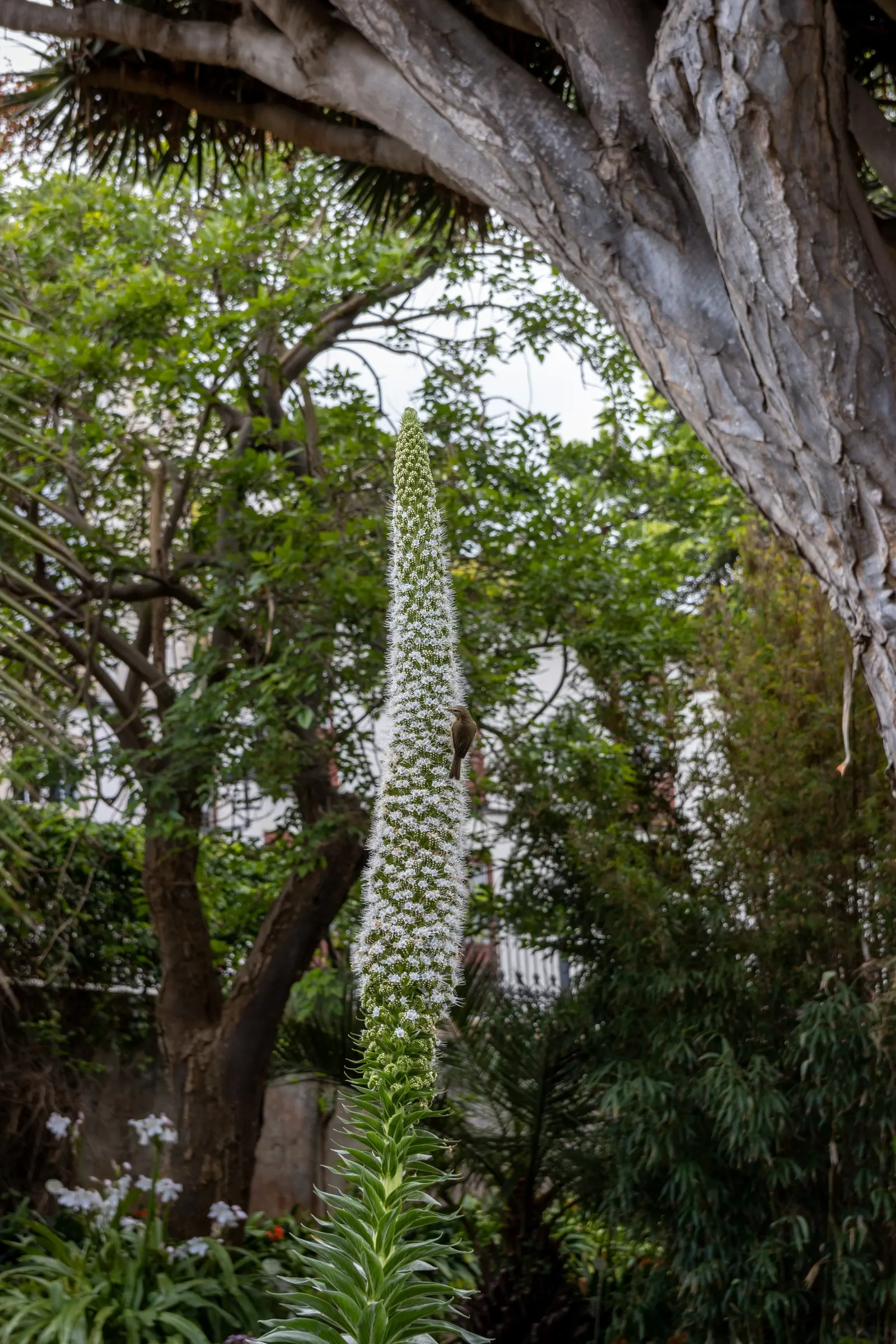 Tree Echium (Echium Pininana) — blue flowers in the garden