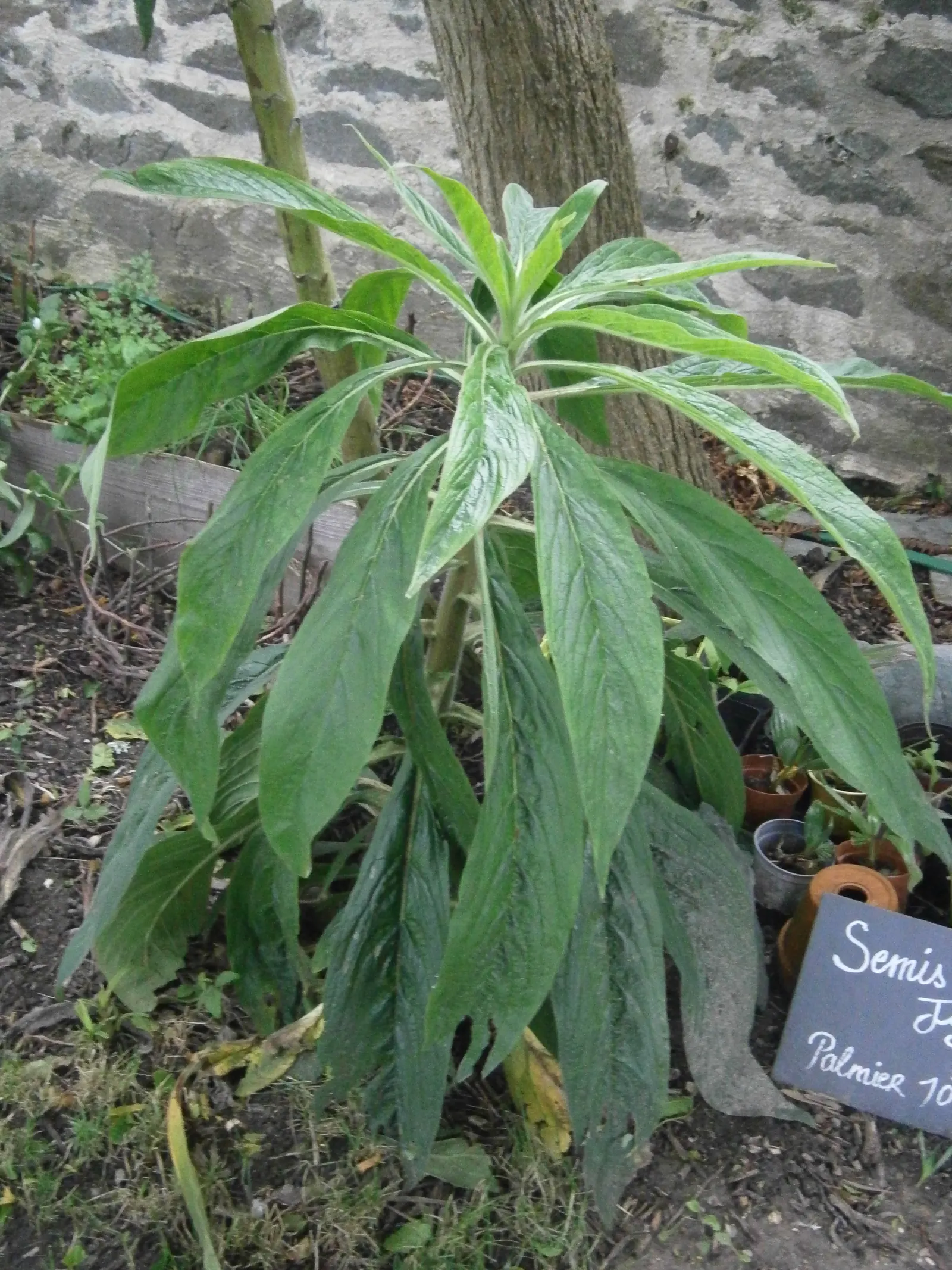 Tree Echium (Echium Pininana) — drought-tolerant plants that complement its towering form without competing for resources; best in USDA zones 9-11, it thrives