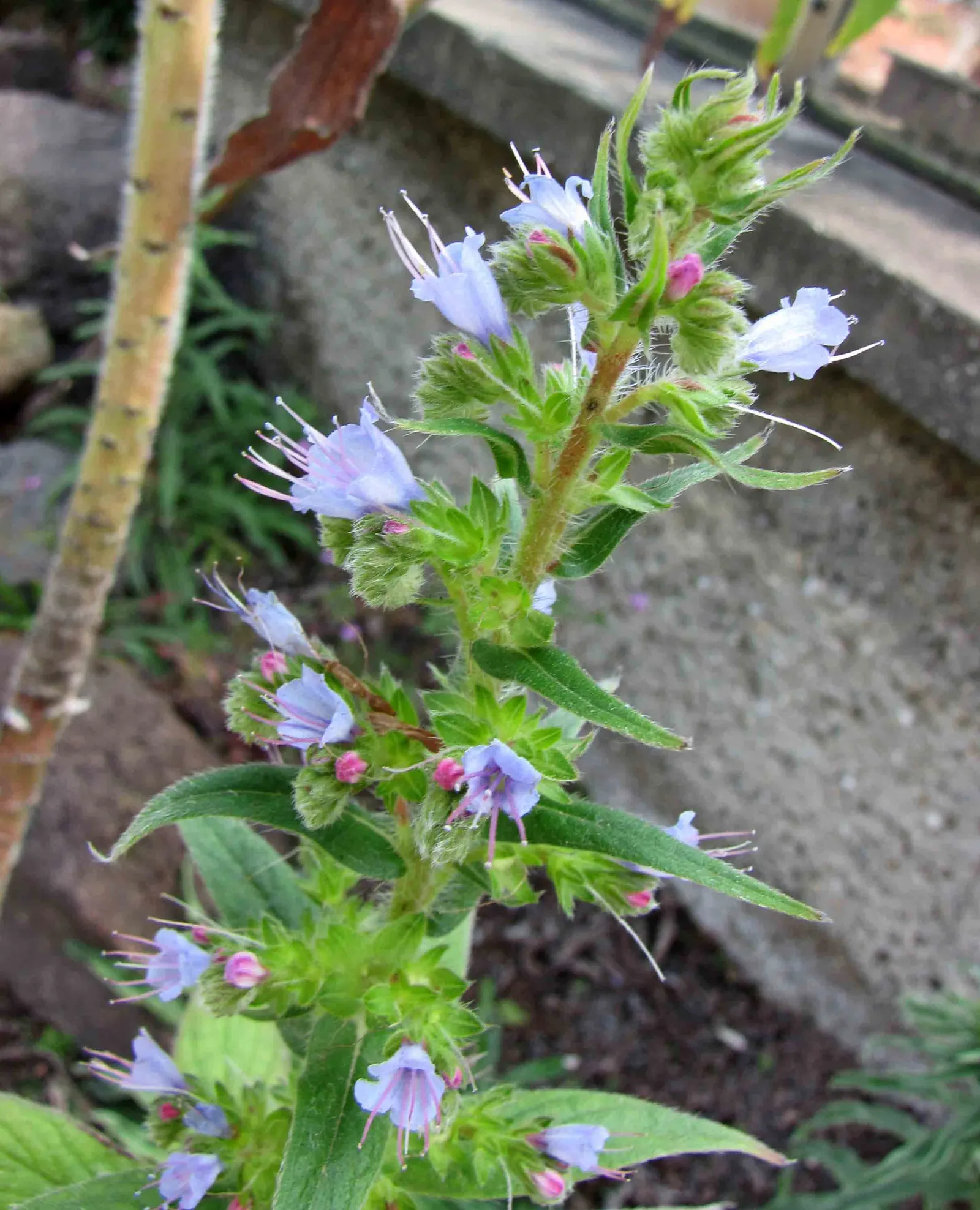 Tree Echium (Echium Pininana) — Not cold-hardy, it requires frost protection in cooler climates