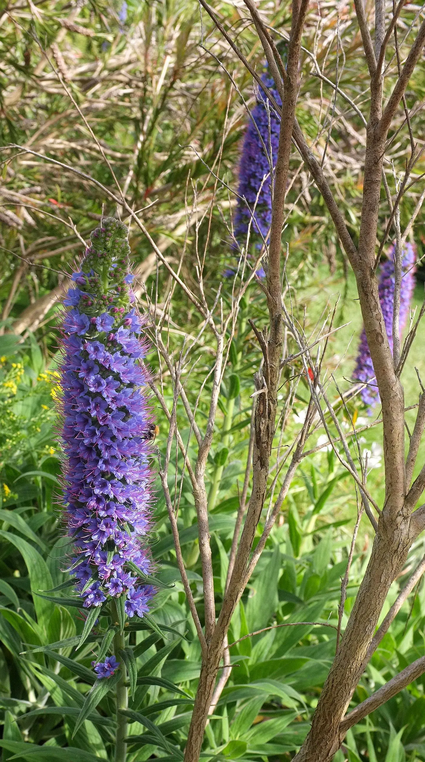 Tree Echium (Echium Pininana) — intense blue to violet flowers that are irresistible to pollinators like bees and hummingbirds