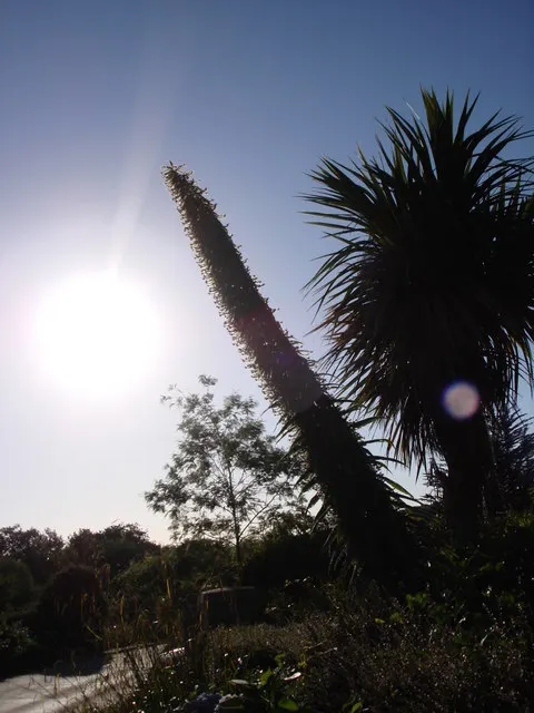 Tree Echium (Echium Pininana) — enhancing the biodiversity of the space