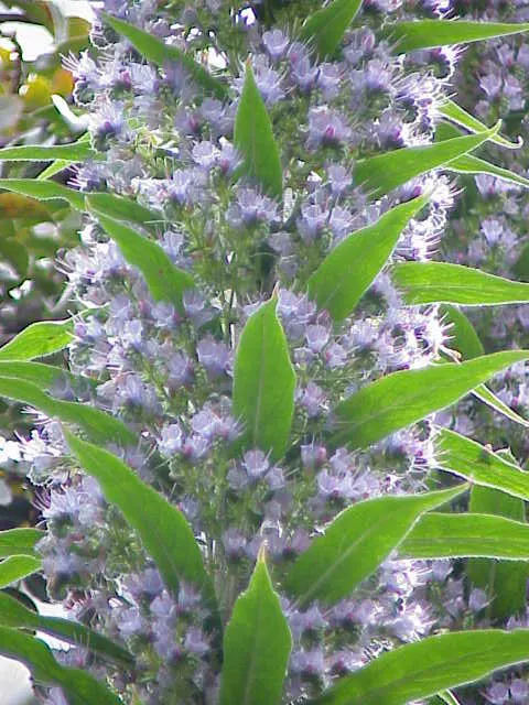 Tree Echium (Echium Pininana) — is a spectacular display of funnel-shaped