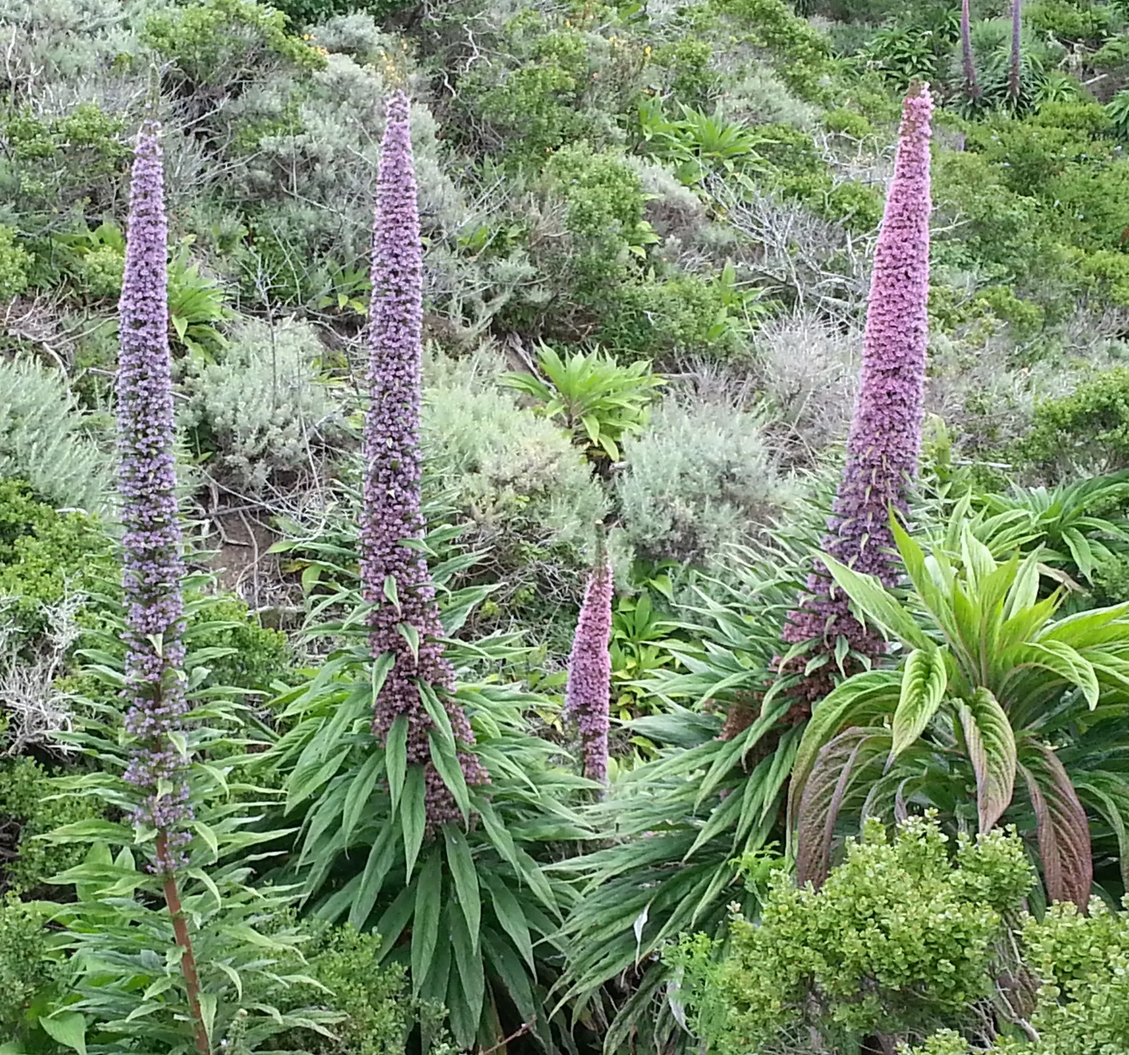 Tree Echium (Echium Pininana) — the Tree Echium creates a striking vertical accent