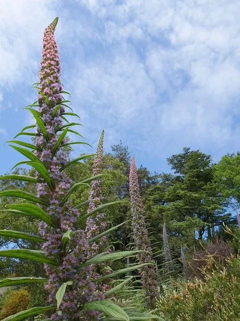 Tree Echium (Echium Pininana) — commonly referred to as the Tree Echium or Giant Viper's Bugloss