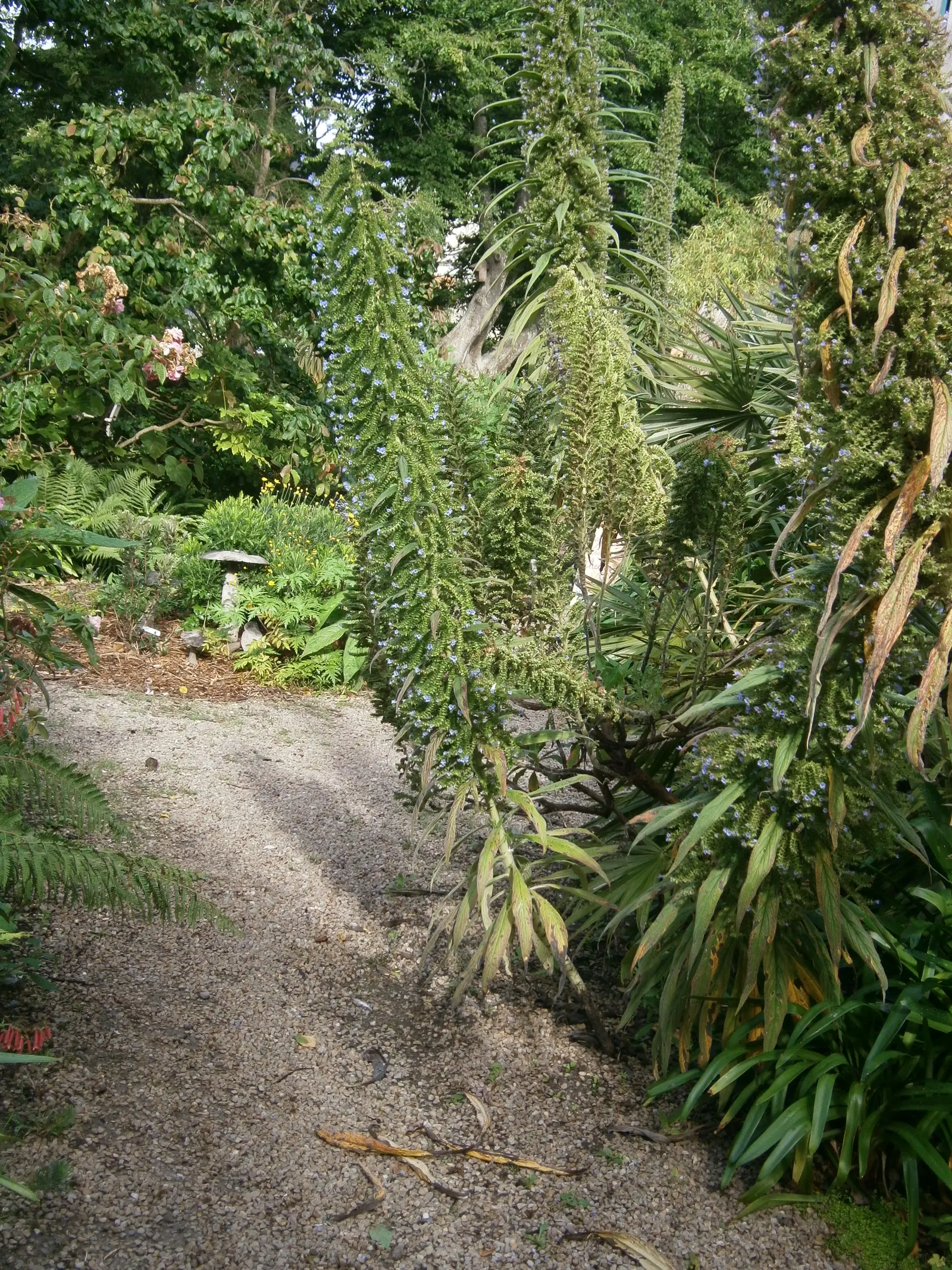 Tree Echium (Echium Pininana) — leaving behind offspring for future growth; when planning a landscape